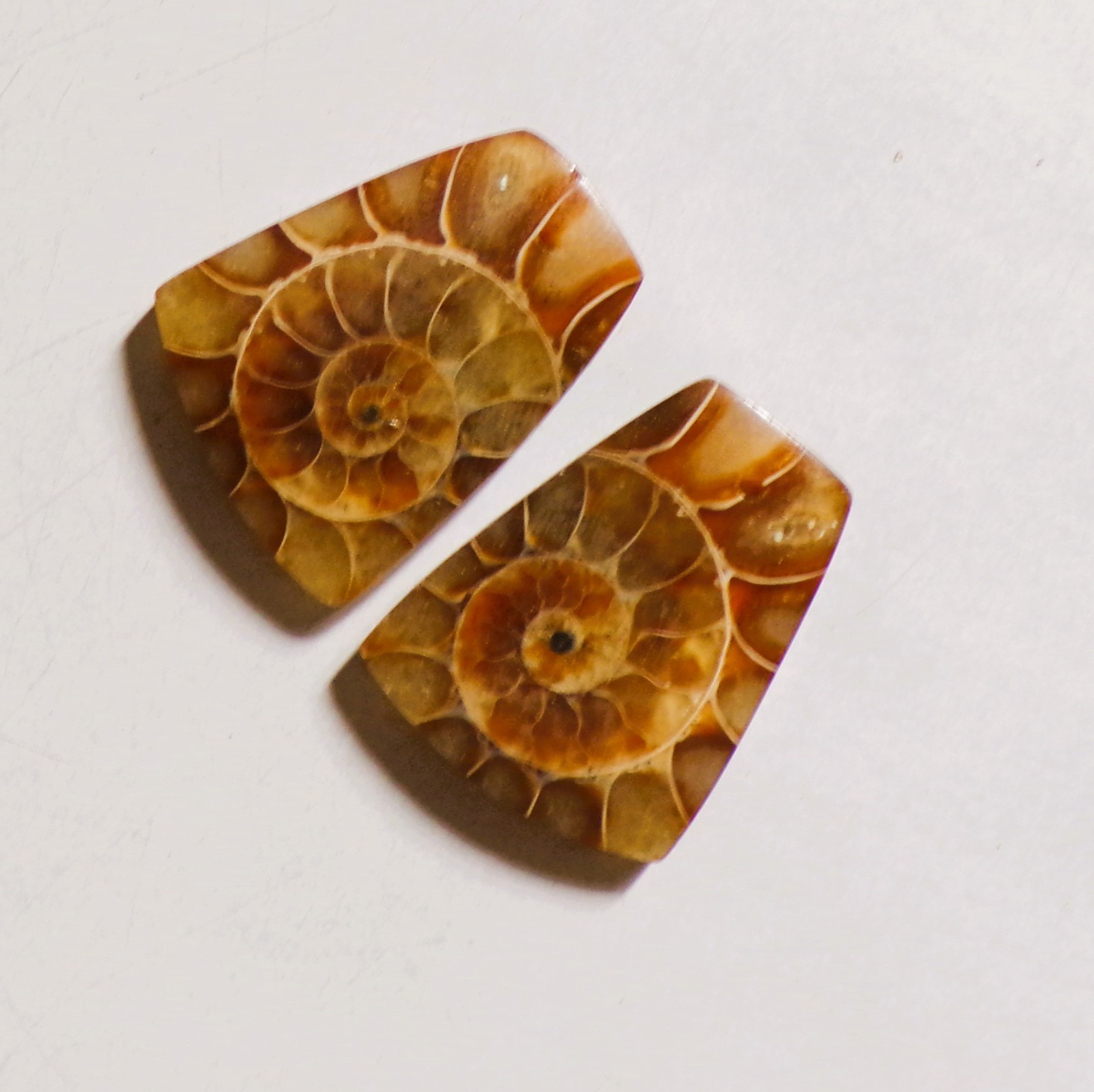 61.50 Cts Natural Ammonite Drilled Cabochon Match Pair Gemstone 28X22MM 164