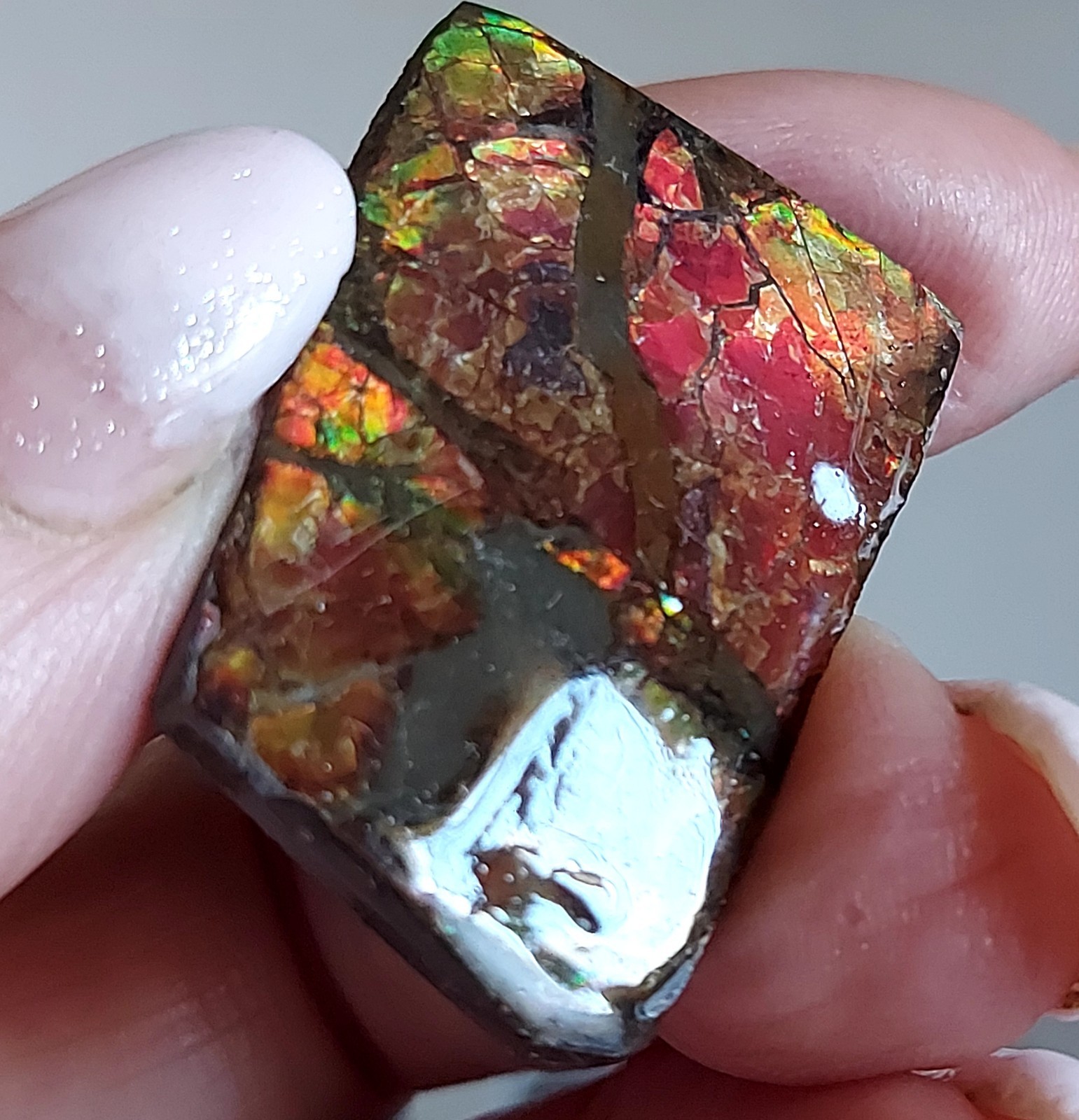 Ammolite Ammonite Coated Stone 35.4×24.3x4mm 3479