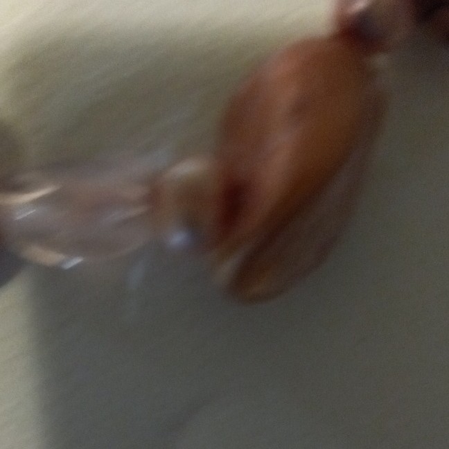 Pink Brown Glass Oval Beaded Necklace Cable Chain, Adjustable Extender Lobster