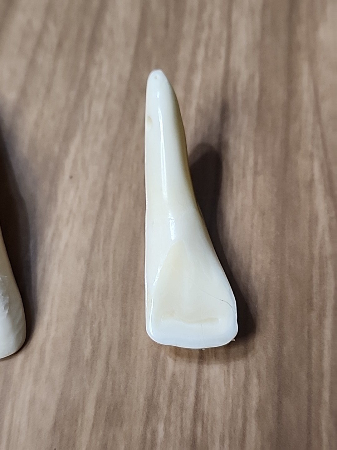 Pair of Genuine Buffalo Teeth Drilled Holes For Jewelry Approximatly 2 Inches