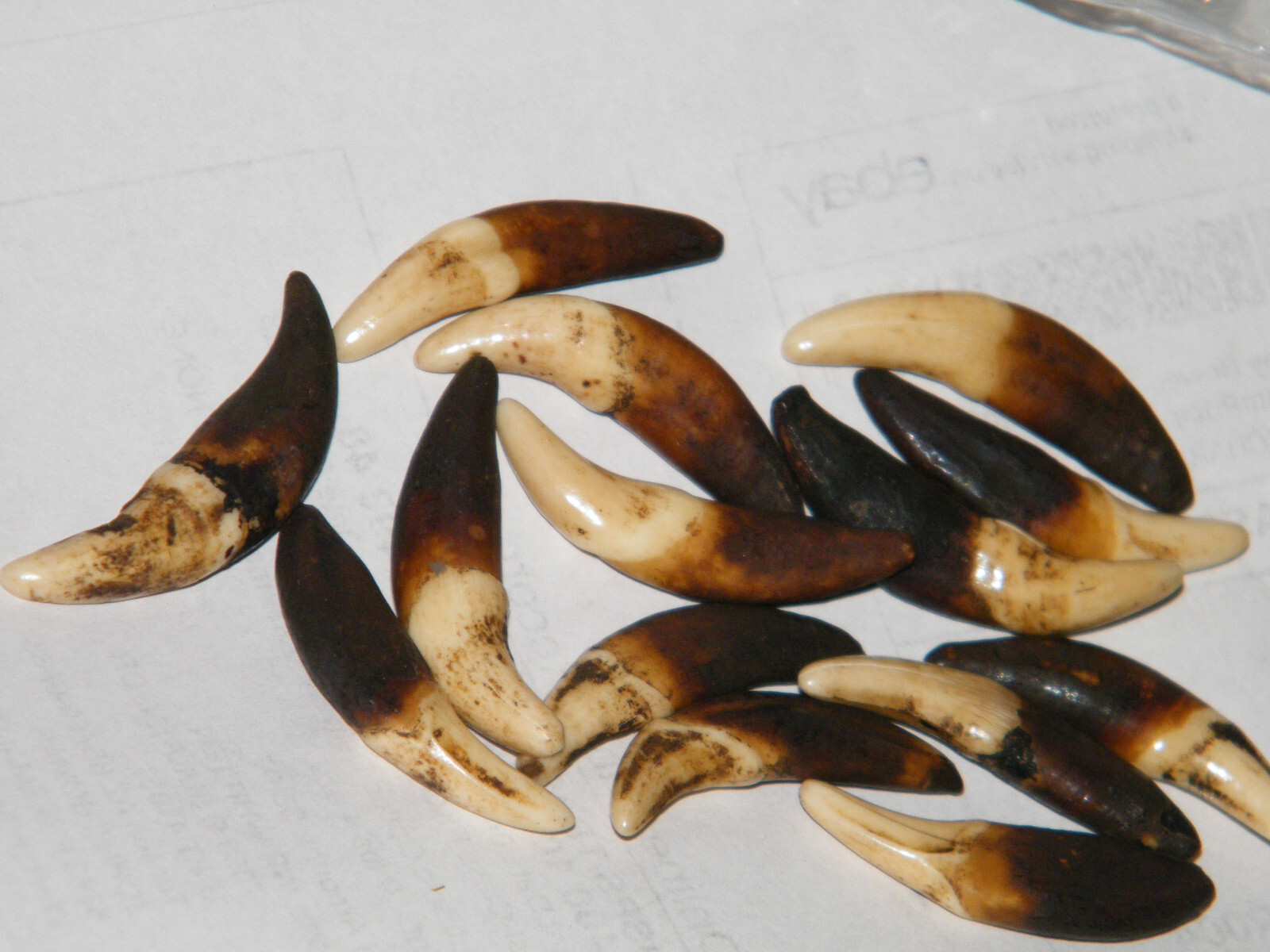 Lot of 15 COYOTE TEETH 1 1/4″ Darker Brown Real TOOTH+Gold Rings Lot of 15 NEW!