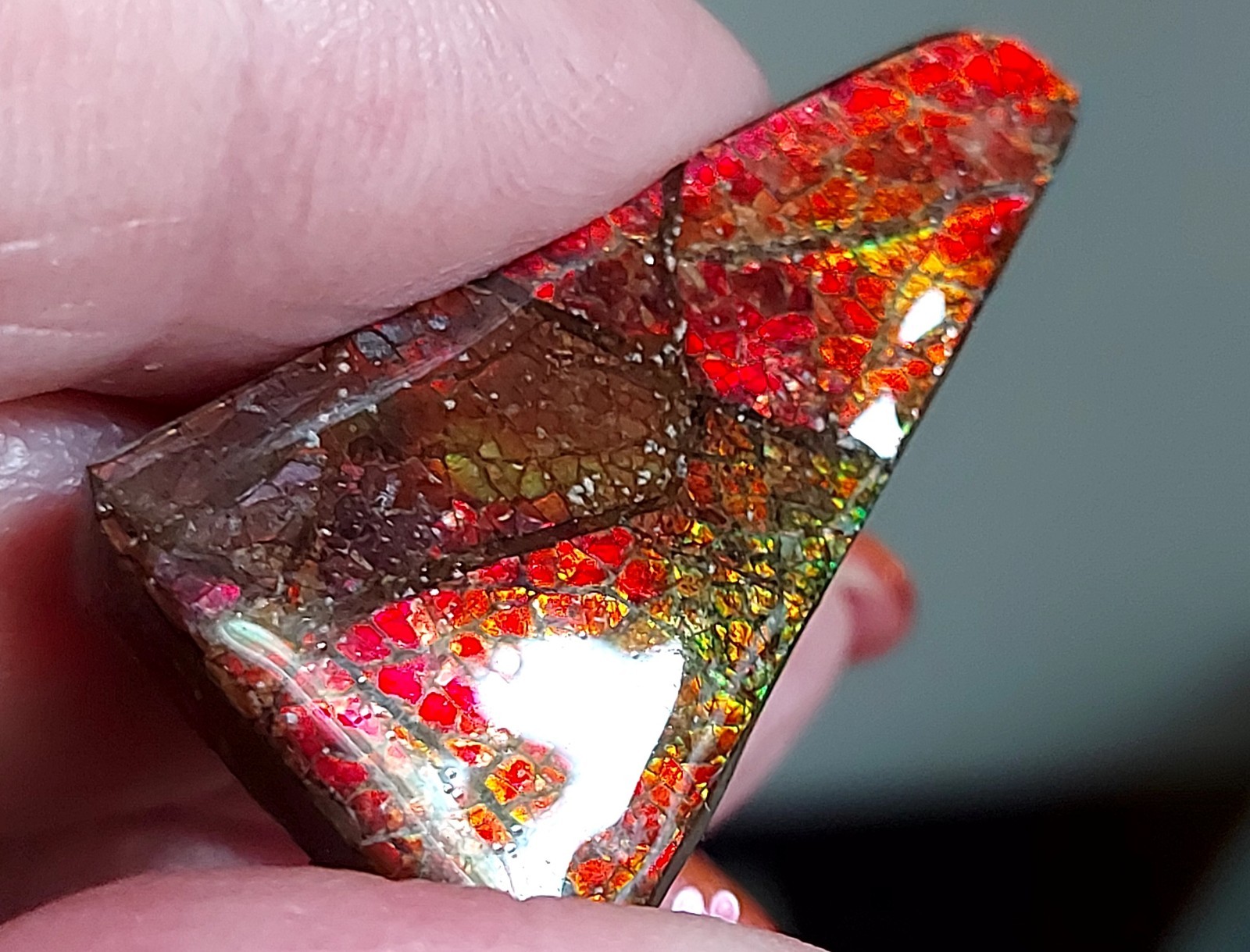 Ammolite Ammonite Coated Stone Color Changer 35.4×19.5×4.2mm 5340