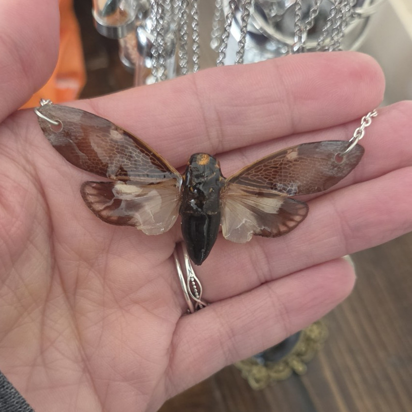 Real Cicada Insect Charm Pendant Necklace Silver Tone Cable Chain Lobster Clasp