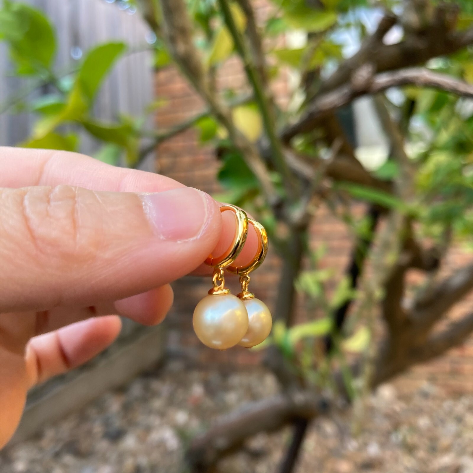 High luster 9~9.5mm Australia seawater light gold Pearl silver S925 Earring #243