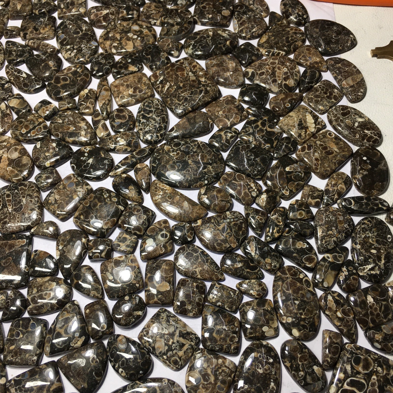 Turritella Agate Loose Cabochon Spiritual Gemstone Natural