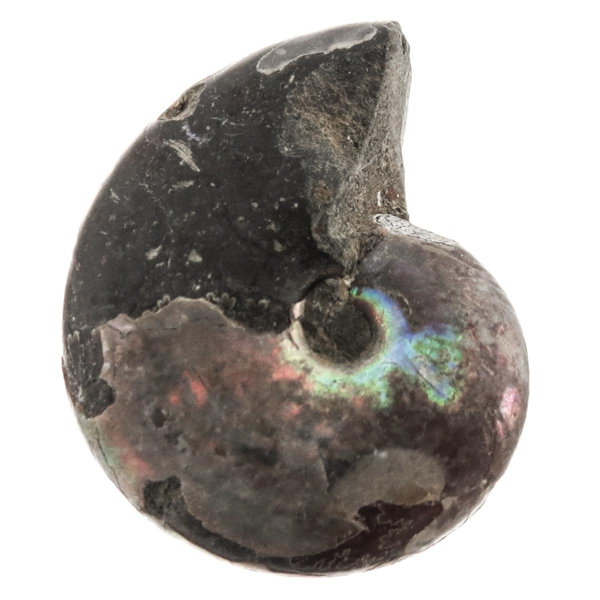 Natural Opal Iridescent Ammolite Ammonite Fossil Fossil, 1″