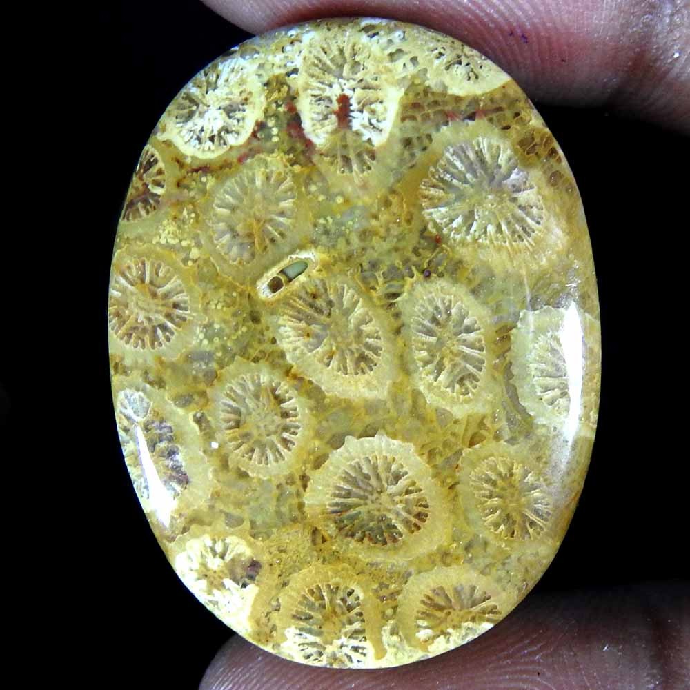 48.85 Ct Natural Fossil Coral Oval Cabochon Great Quality Loose Gemstone