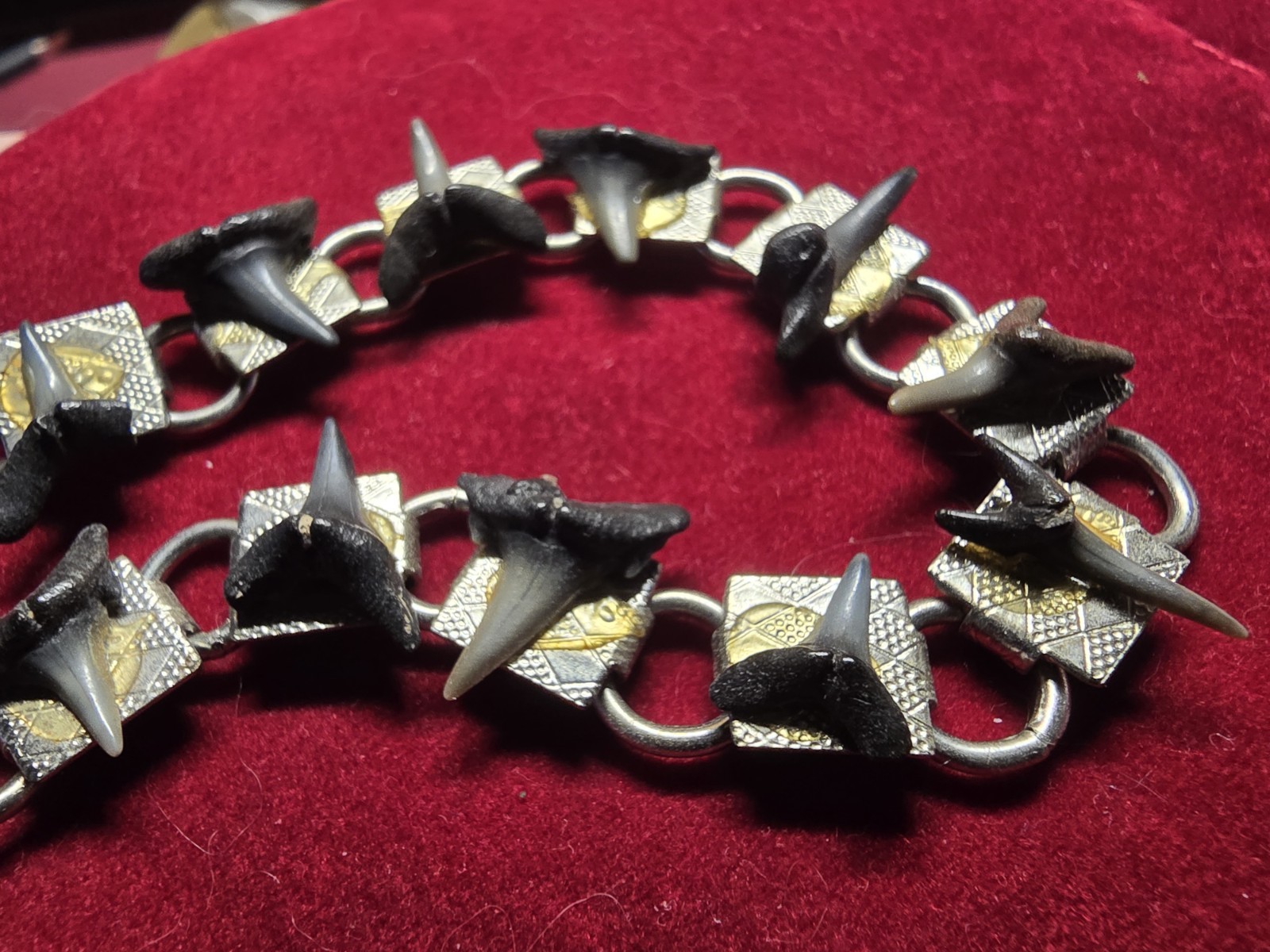 7″ Shark Tooth Bracelet Home Made From Casperson Beach 10 + Mill Yr Old Teeth