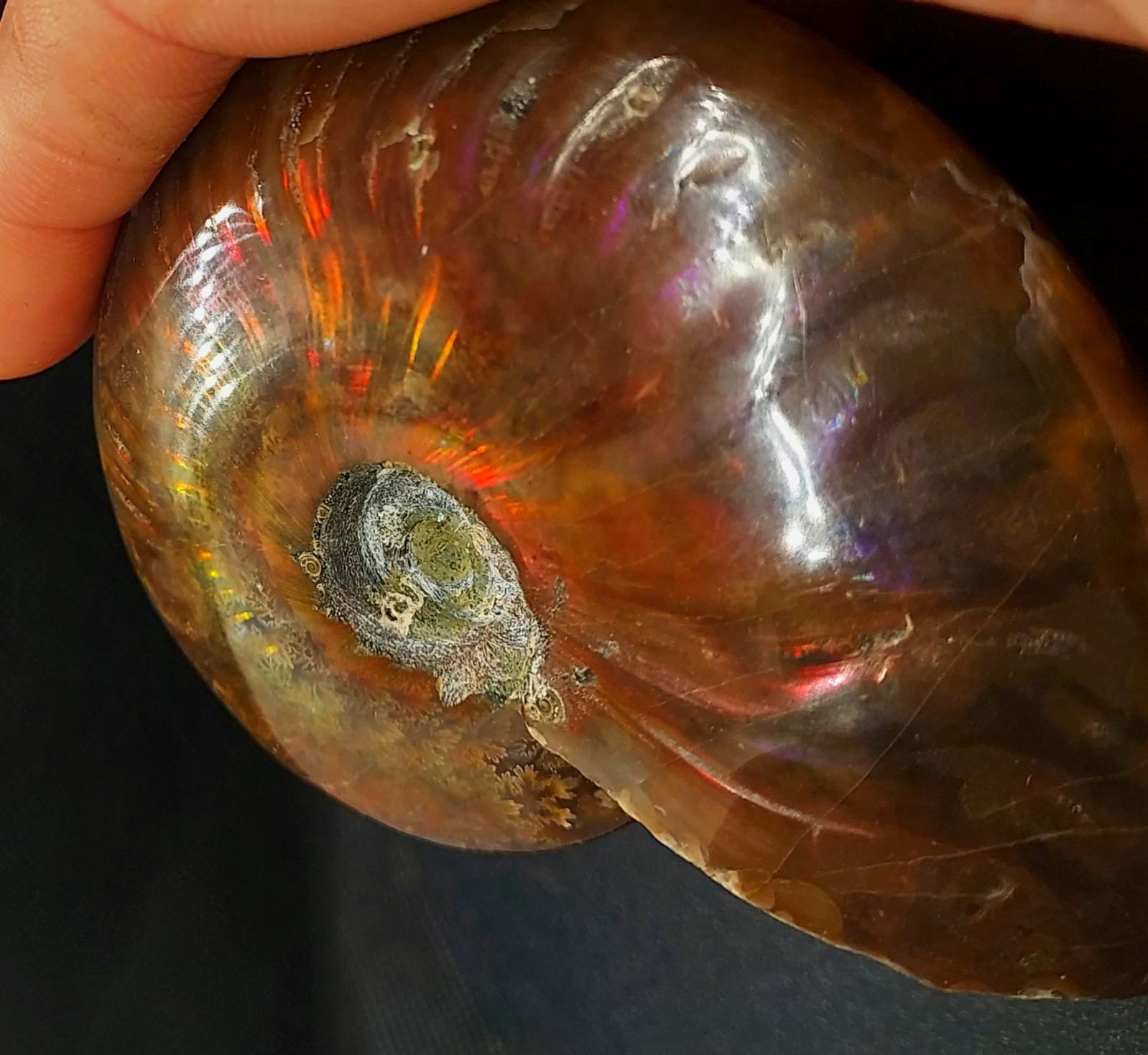 Huge 885ct Opalized Ammonite Natural Ammolite Specimen Fossil fossilized Luck
