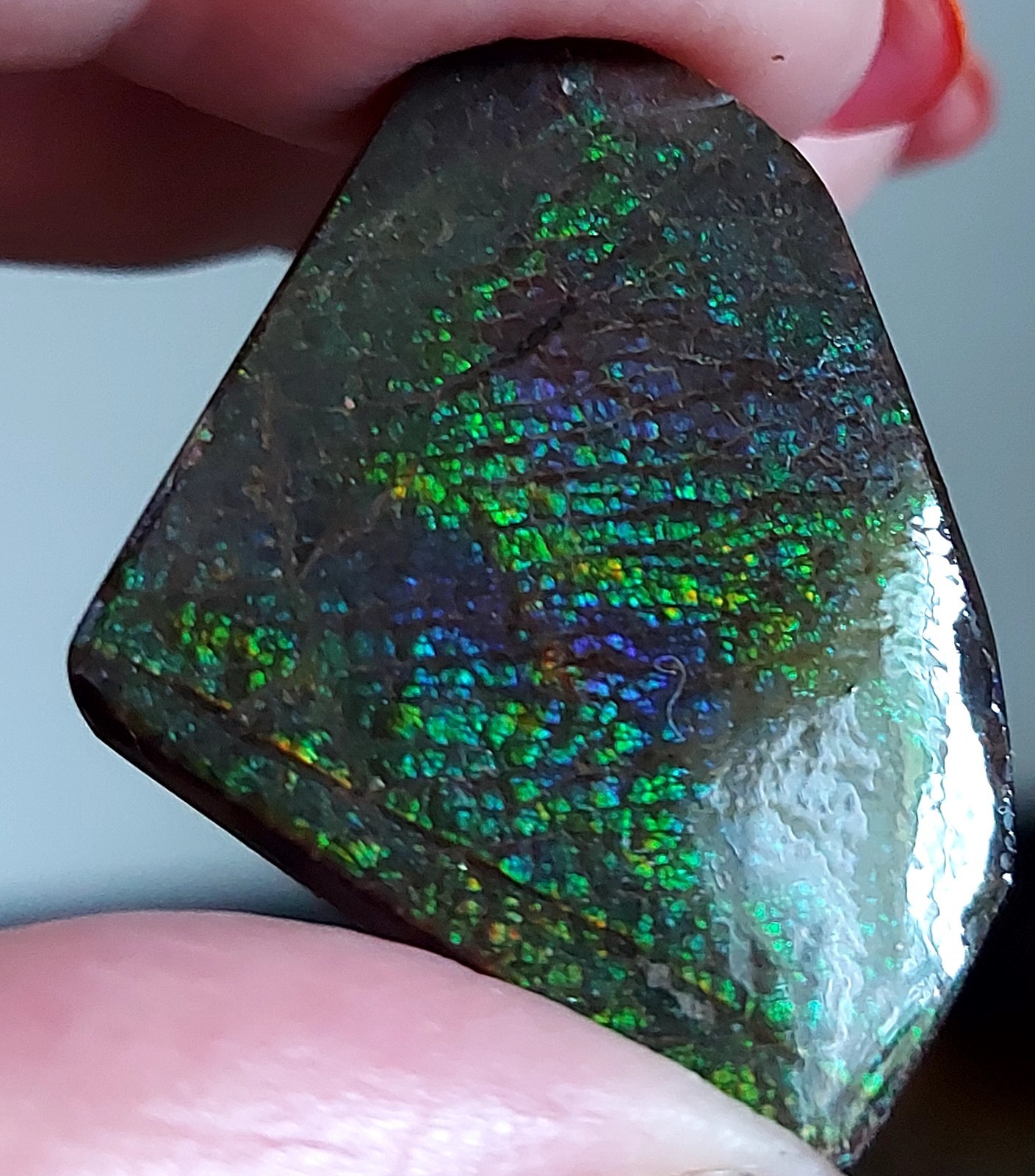 Ammolite Ammonite Coated Stone 34.8×25.5x6mm 5800