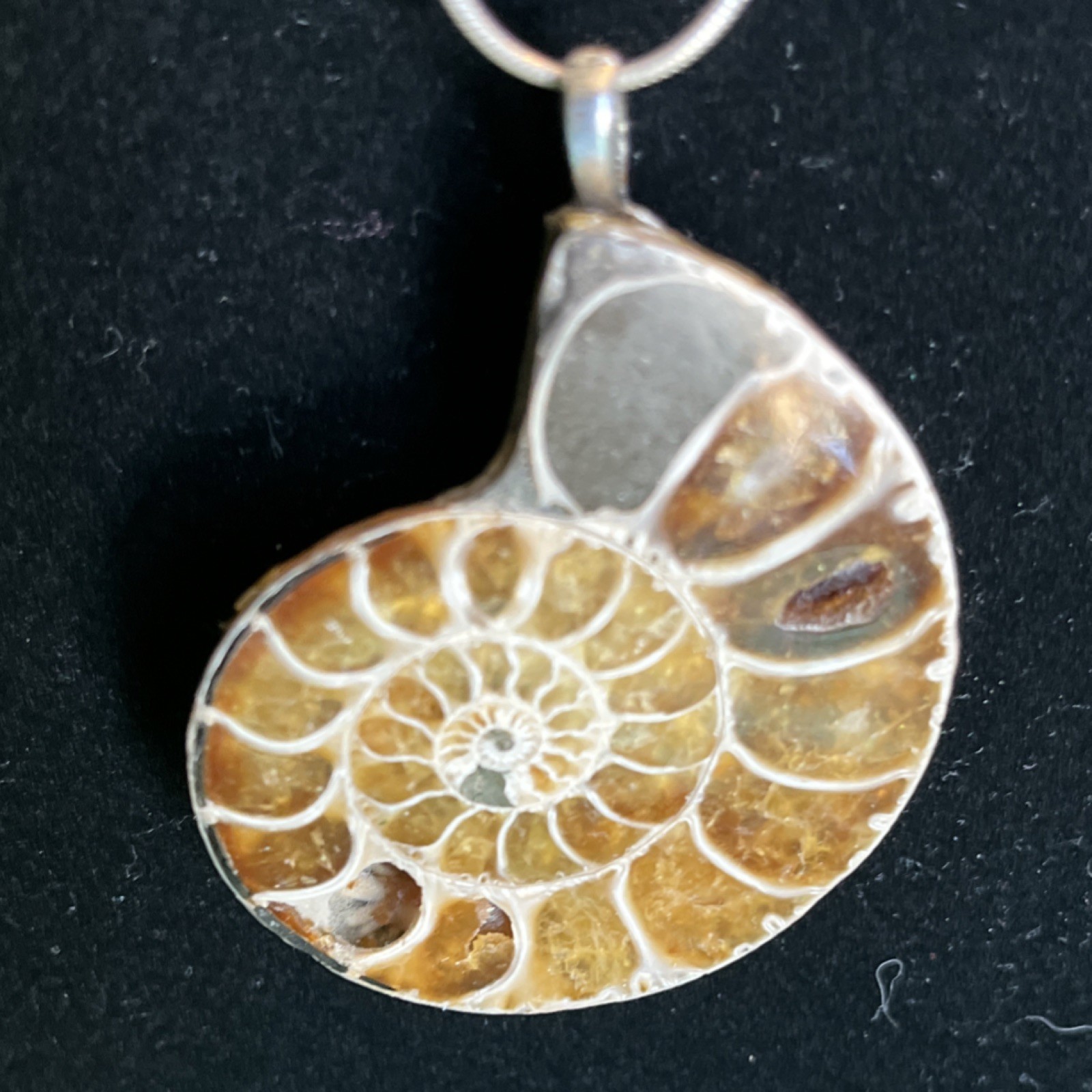 Polished Ammonite Fossil Slice Specimen Natural Collectible penchant