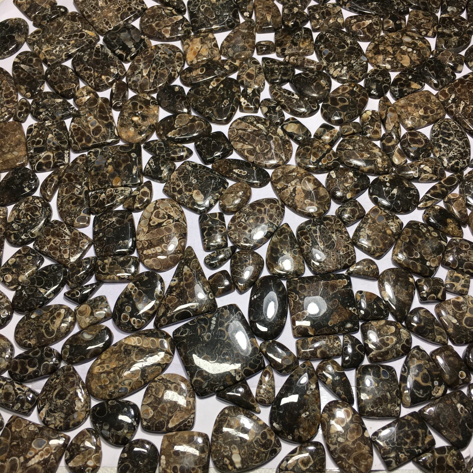 Turritella Agate Loose Cabochon Spiritual Gemstone Natural