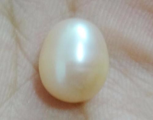 Valued Huge Natural 13×10.6mm genuine gold loose pearl great luster