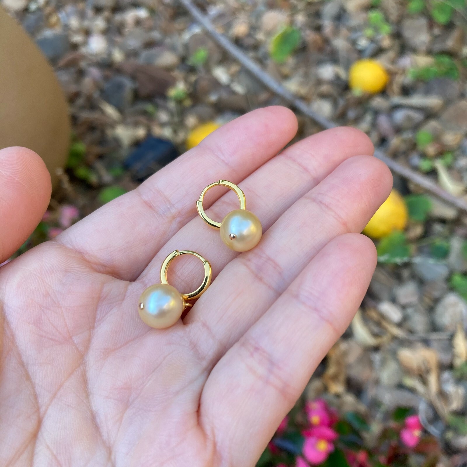 High luster 9~9.5mm Australia seawater light gold Pearl silver S925 Earring #243