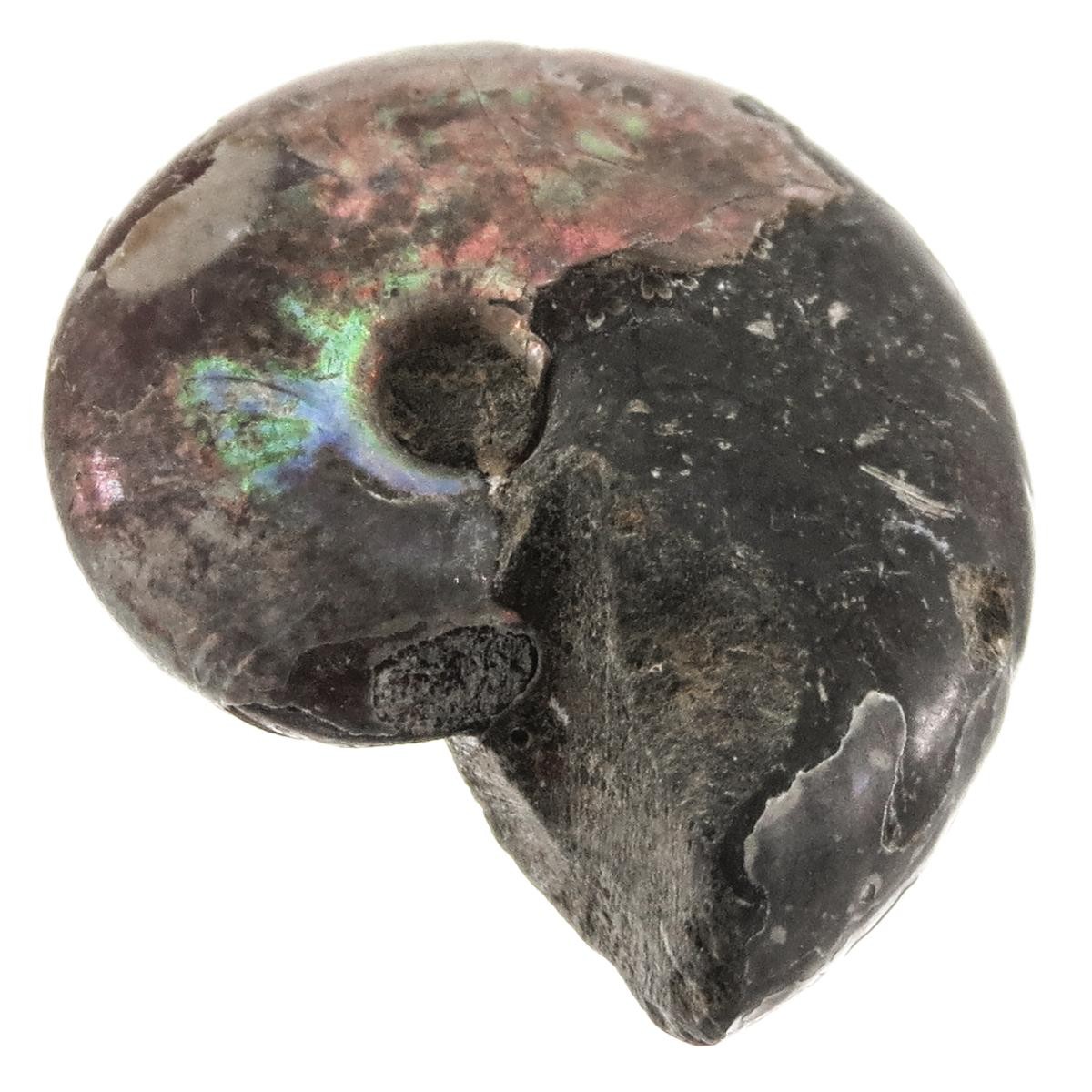 Natural Opal Iridescent Ammolite Ammonite Fossil Fossil, 1″