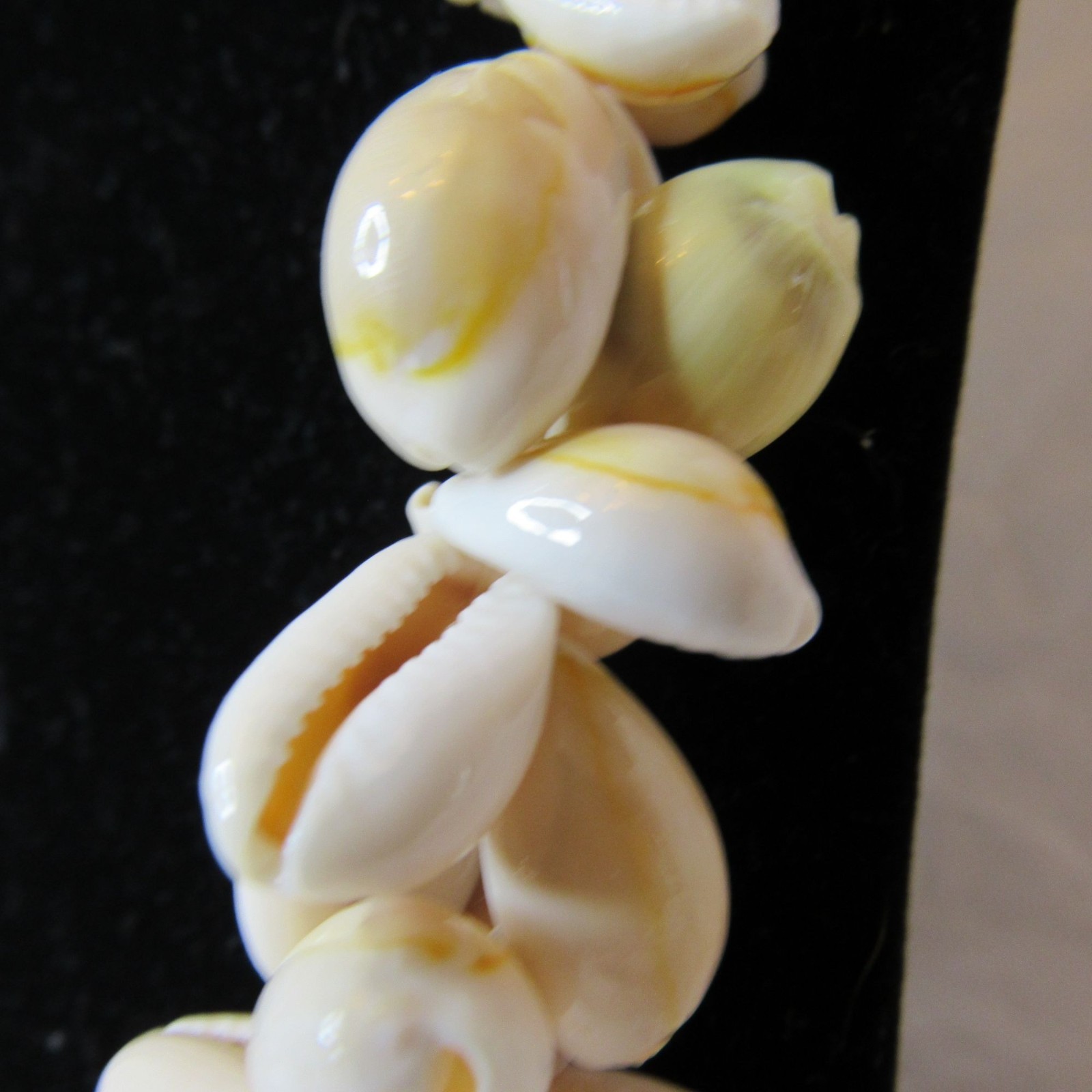 White Cowrie Shell Necklace 34″ Around Multiple Shells