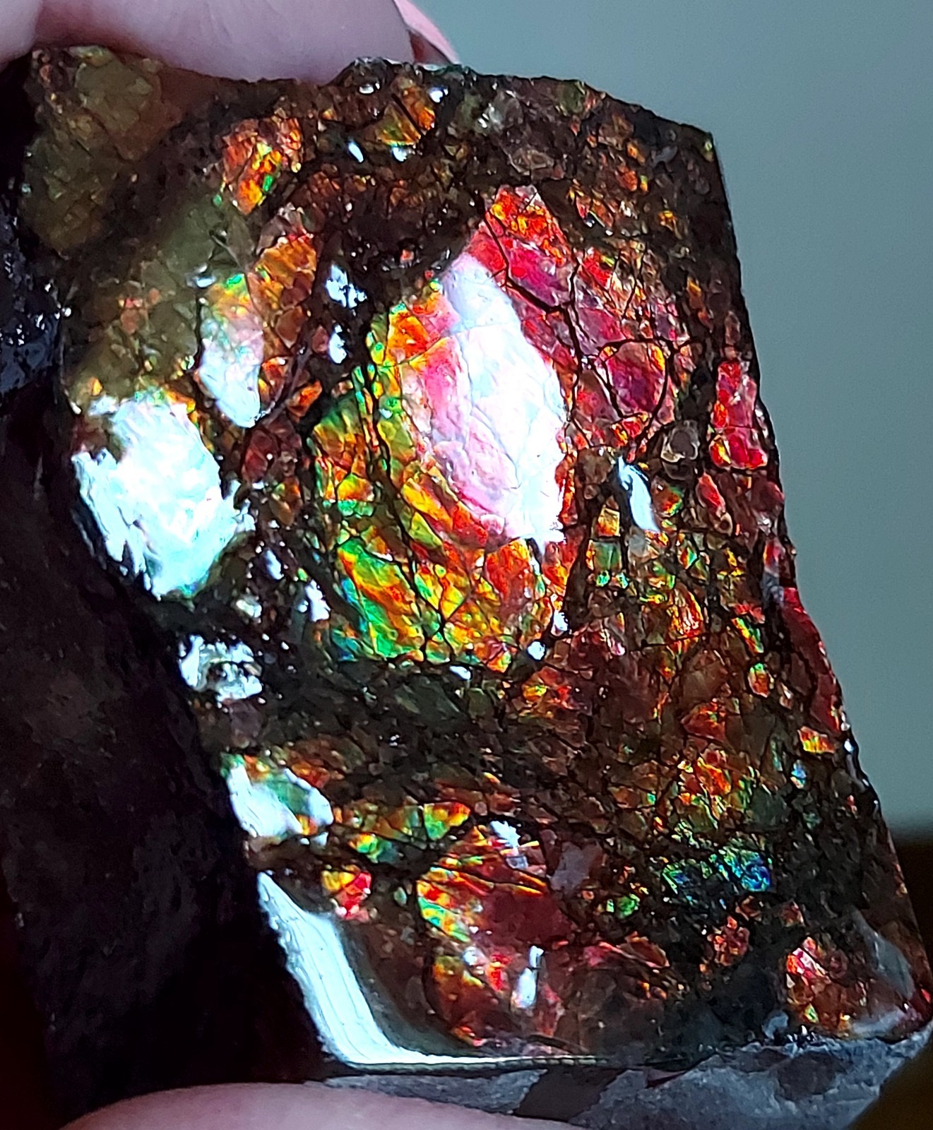 Ammolite Ammonite tabletop Display Piece 48.5×35.5×18.7mm 4052