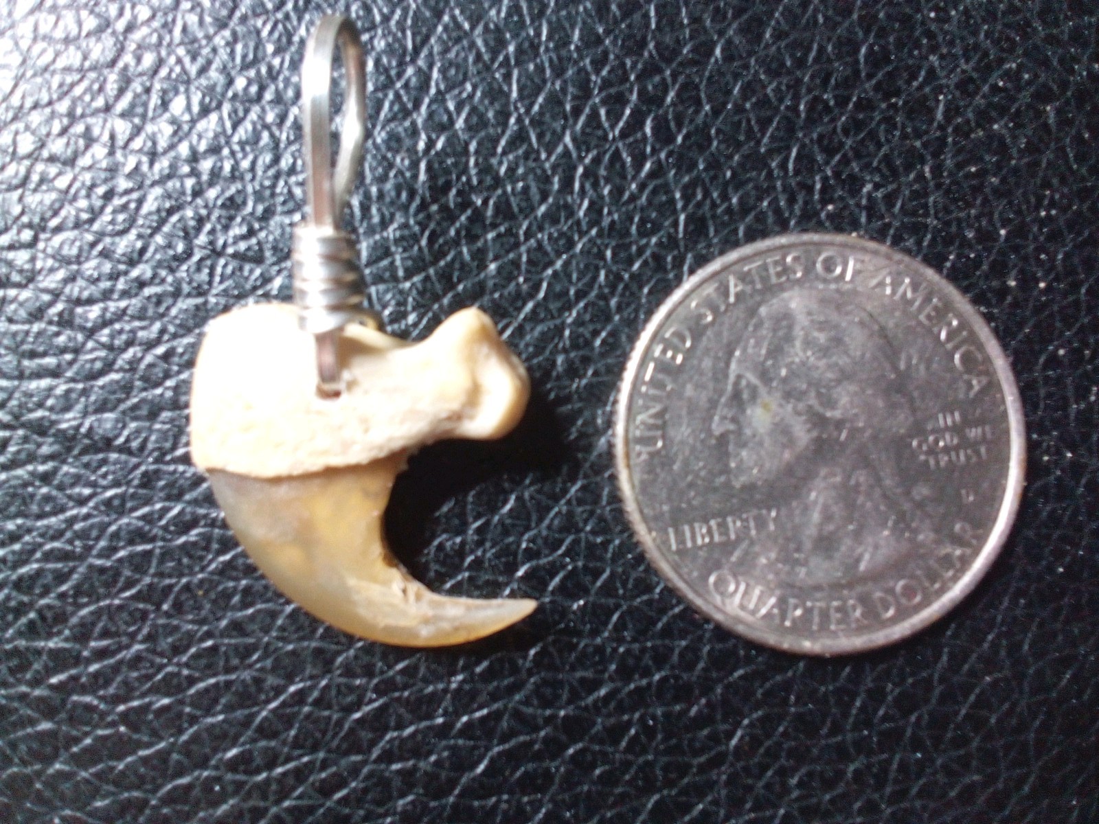 Extra Large Bobcat Claw Pendant With Jewelers Silver Wire Hand Wrap