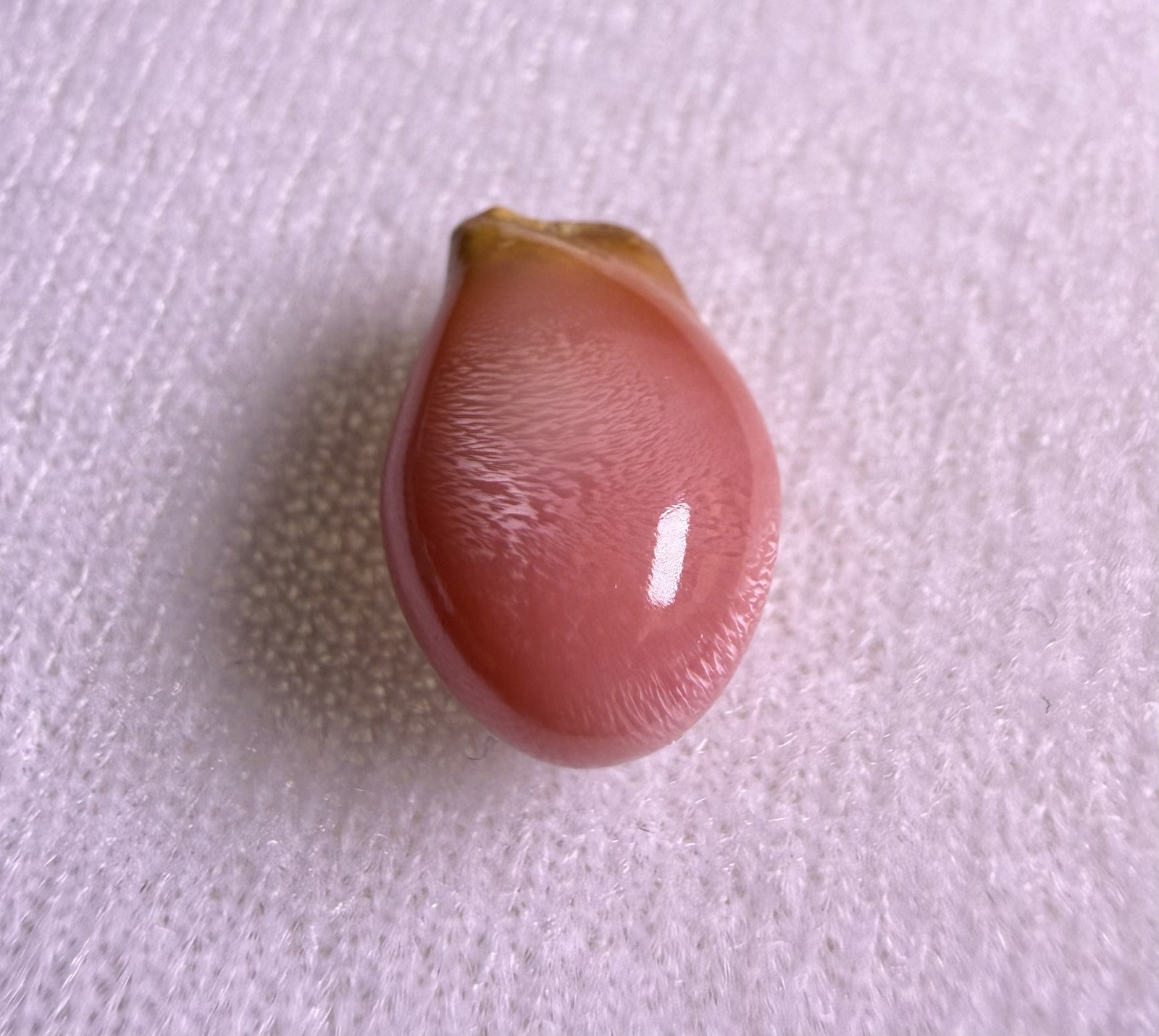 8ct Natural Conch Pearl, Baroque Drop Shape, Pink Color and Flame