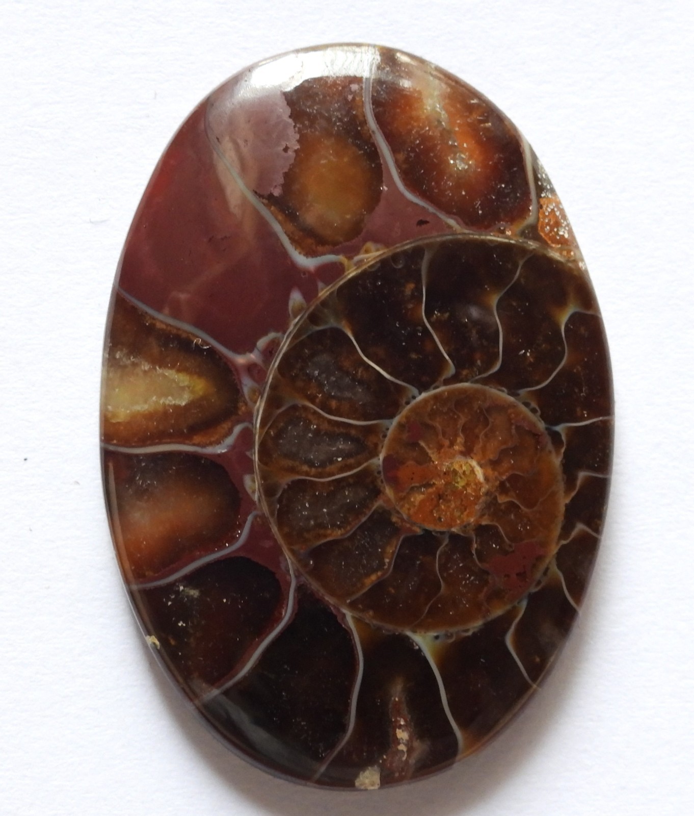 50.00 Cts Natural Ammonite Cabochon Loose Gemstone 40X27.5X5 MM