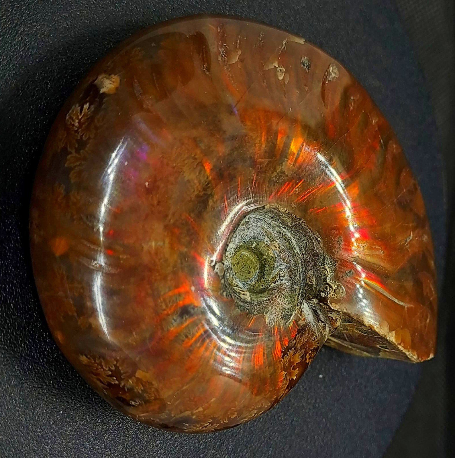 Huge 885ct Opalized Ammonite Natural Ammolite Specimen Fossil fossilized Luck