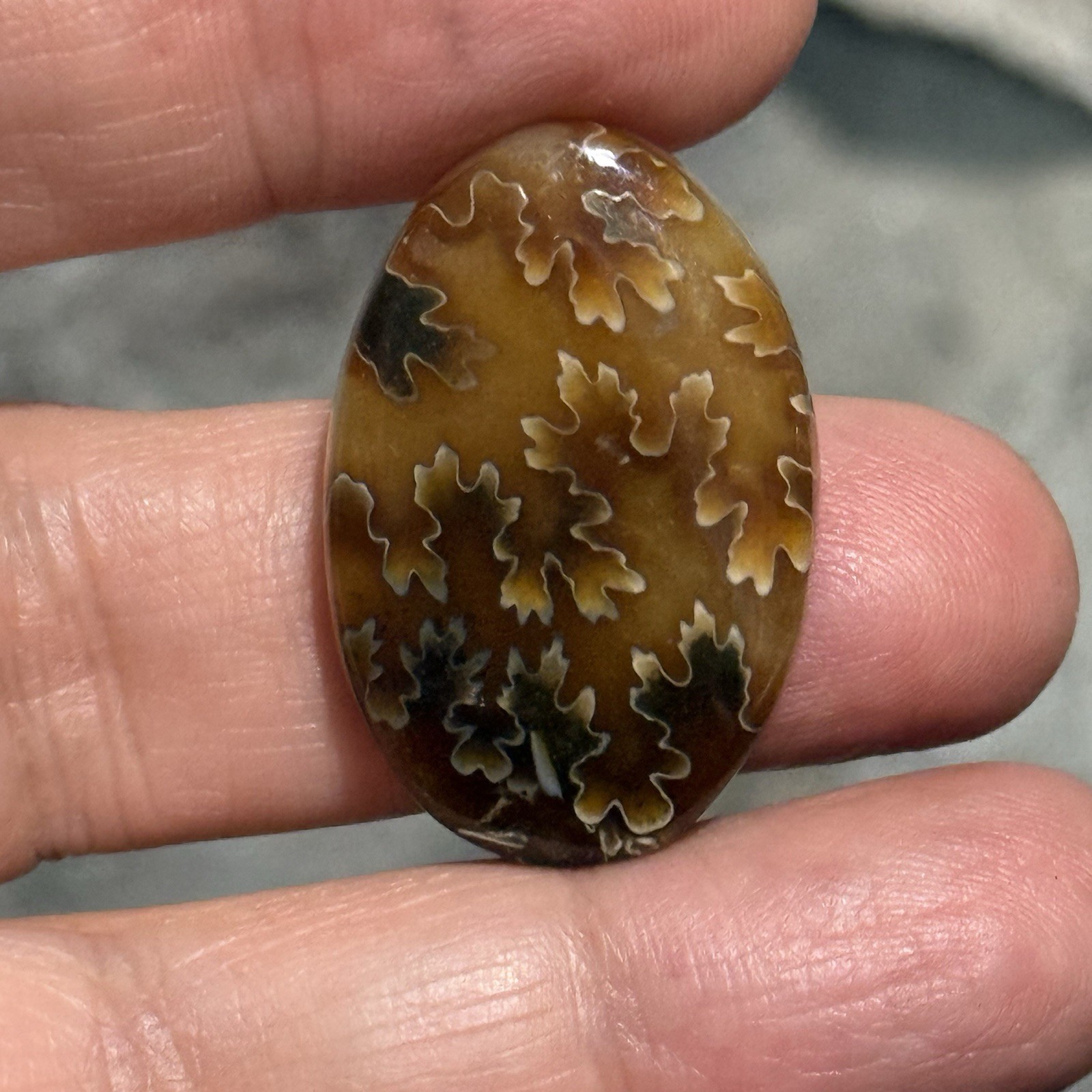 33ct 30×20.6×5.8mm Fine Ammonite Fossil Oval Cabochon Gemstone