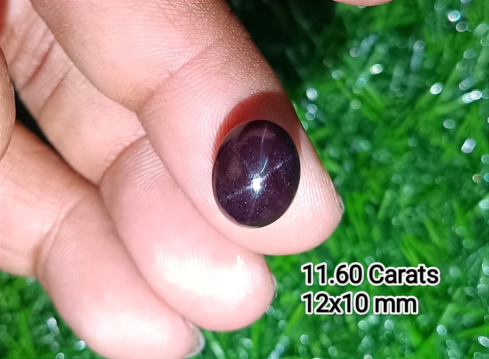 11.60Cts GTL Certified Natural Star Garnet 12×10 Oval Cabochon 6 Ray Star Garnet