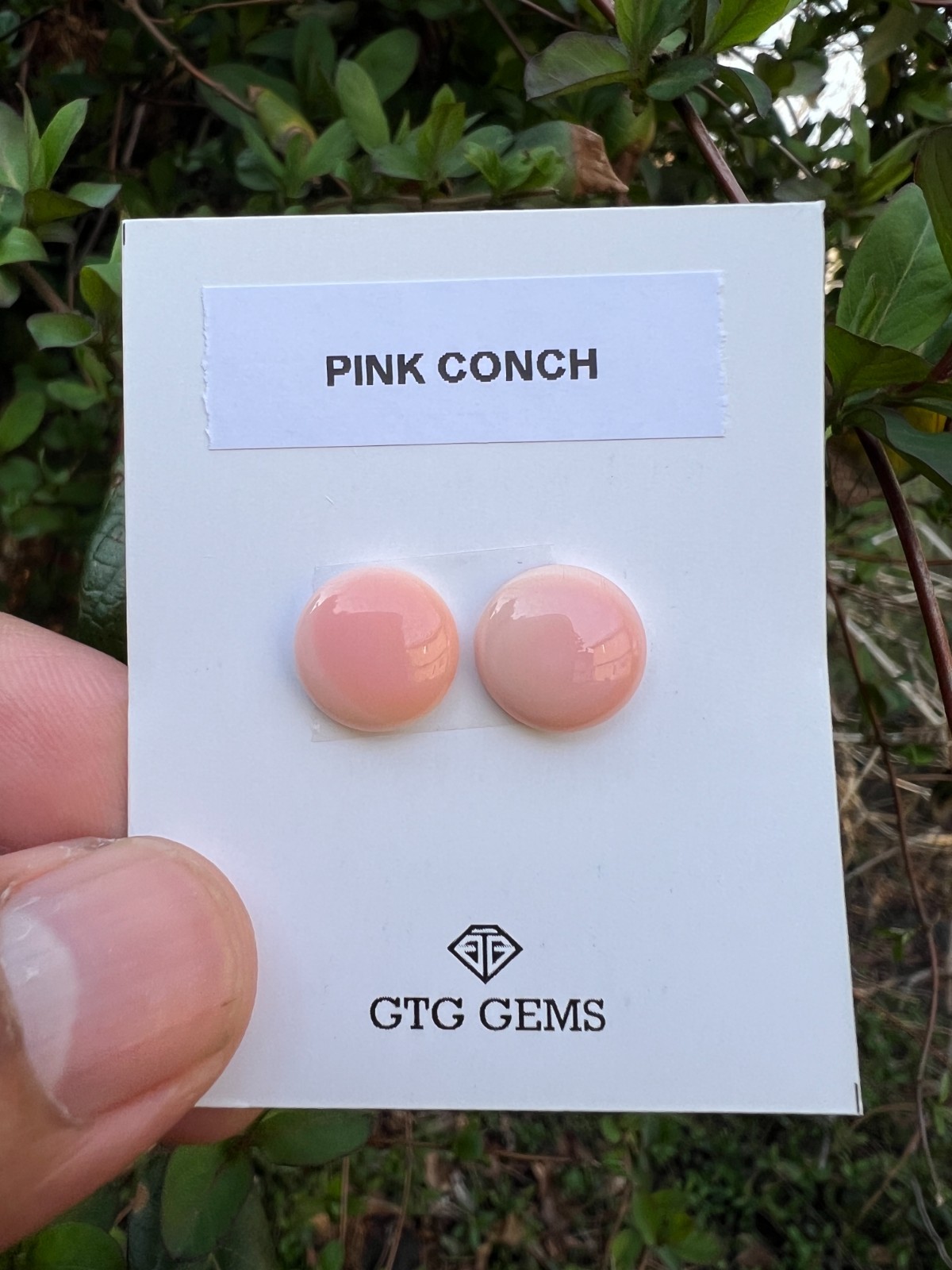 Pink Conch Matching pair Cabochon 12 mm, 2 Pieces (GTG-PC-1)