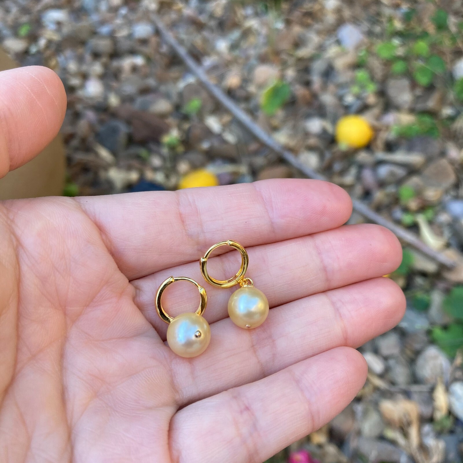 High luster 9~9.5mm Australia seawater light gold Pearl silver S925 Earring #243