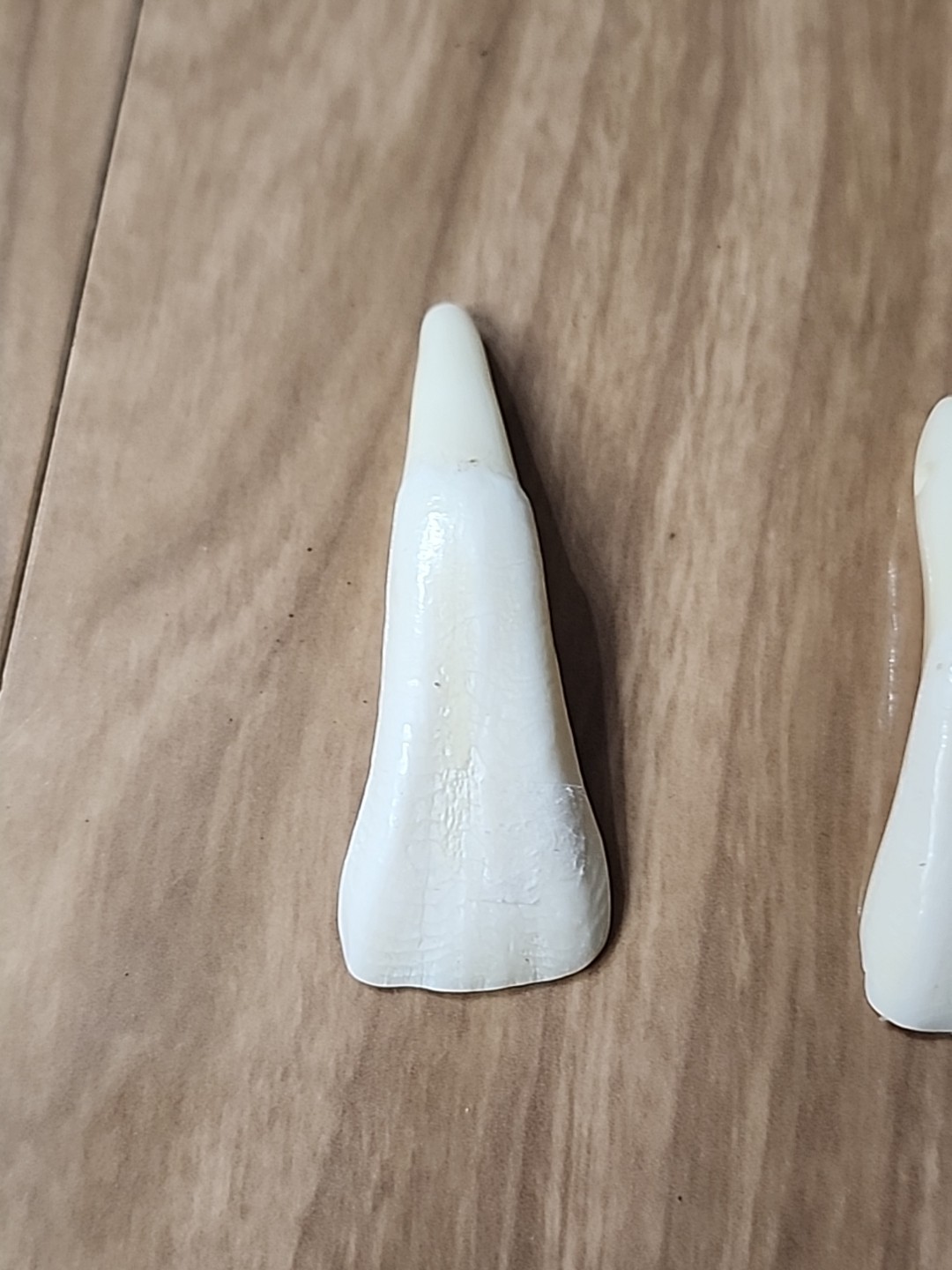 Pair of Genuine Buffalo Teeth Drilled Holes For Jewelry Approximatly 2 Inches