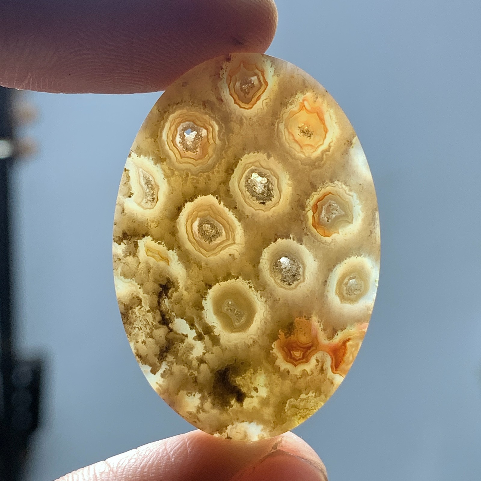 Agatized Coral Fossil Cabochon 35.6×24.5x6mm High Quality 42 ct
