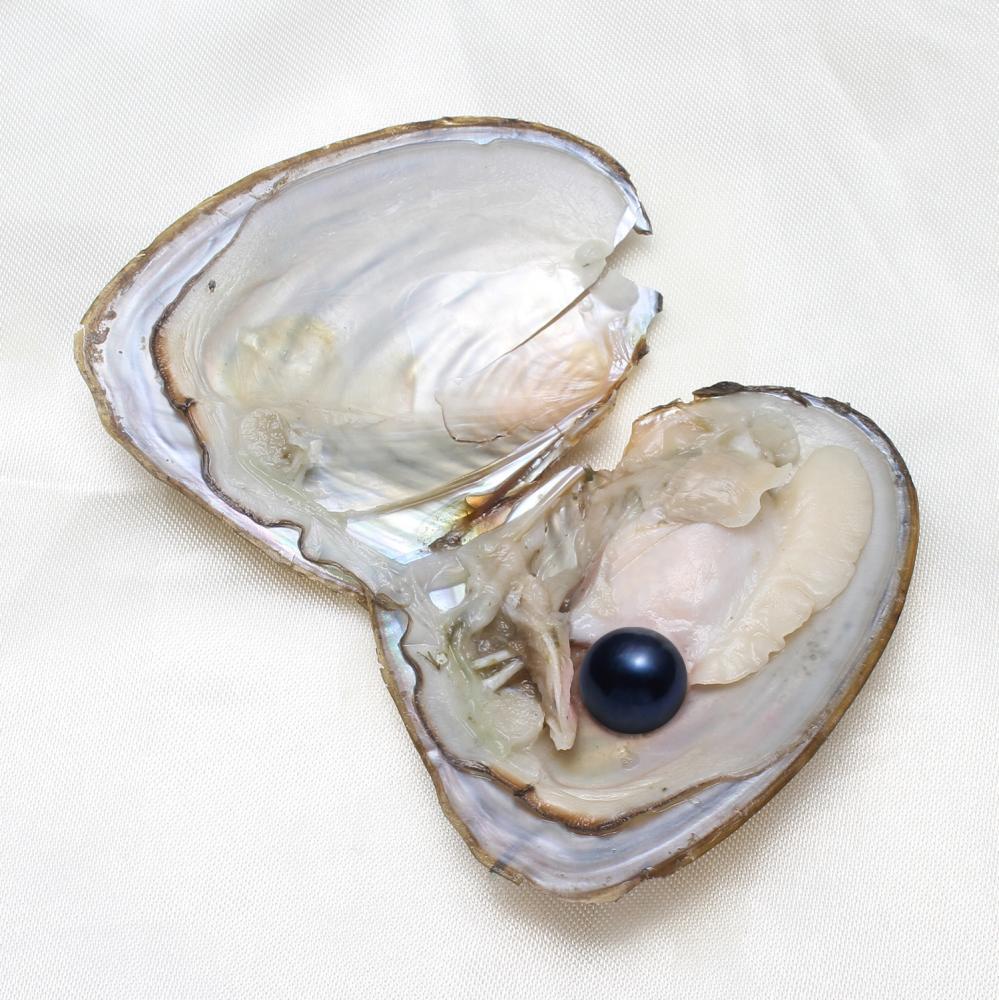 50x Akoya Fresh Oysters with Pearls Freshwater Pearl Individually Wrapped Gifts