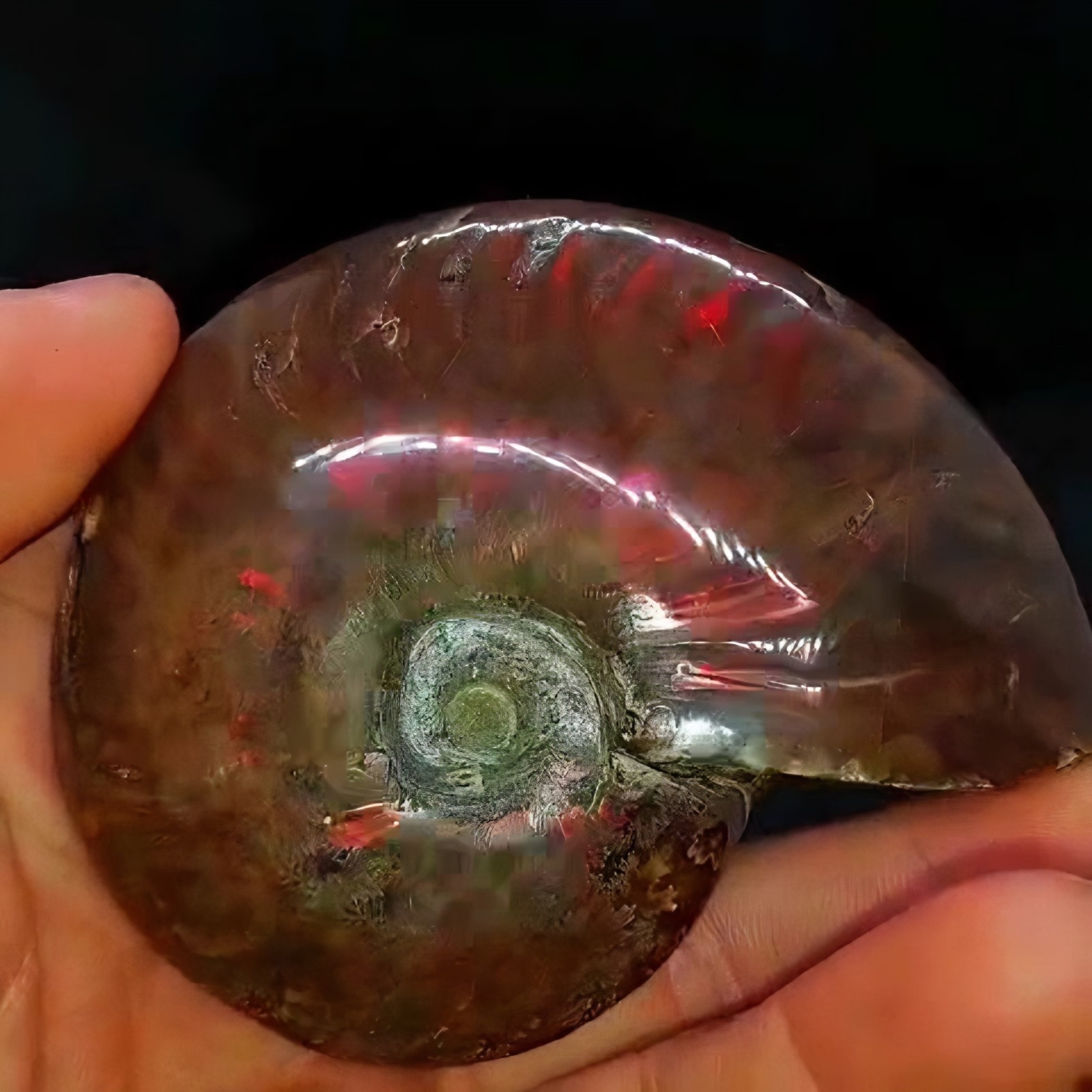Huge 885ct Opalized Ammonite Natural Ammolite Specimen Fossil fossilized Luck