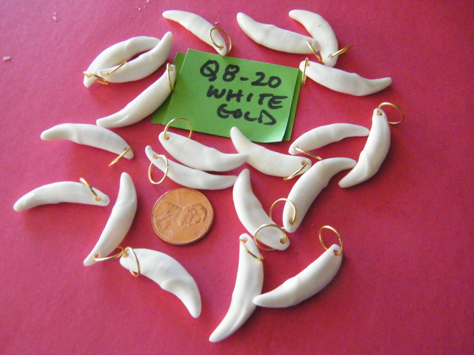 Lot of 20 COYOTE Teeth Brite White REAL Tooth 1 1/8″- 1 1/4″ w/Rings 20 Ct NEW!