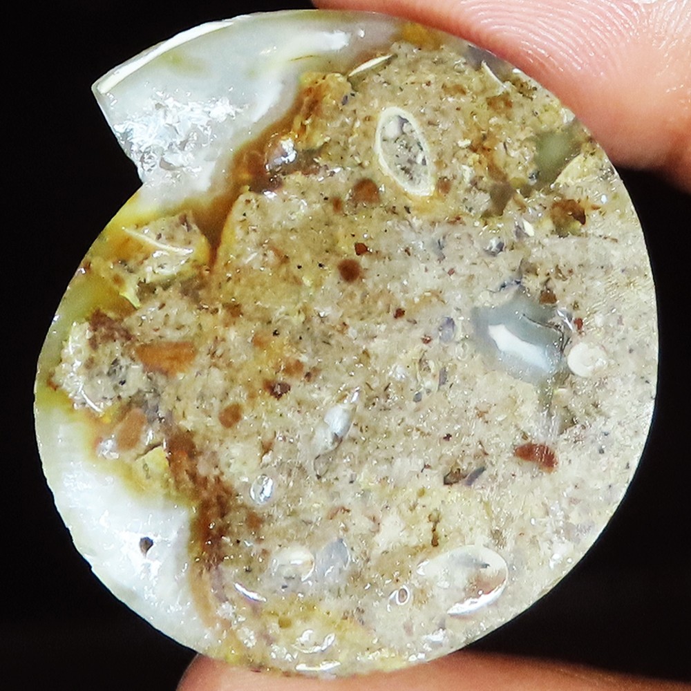 Natural Fossil Snail Druzy Cabochon Rare Gemstone 72.70 Cts 32x35x7 mm SH603
