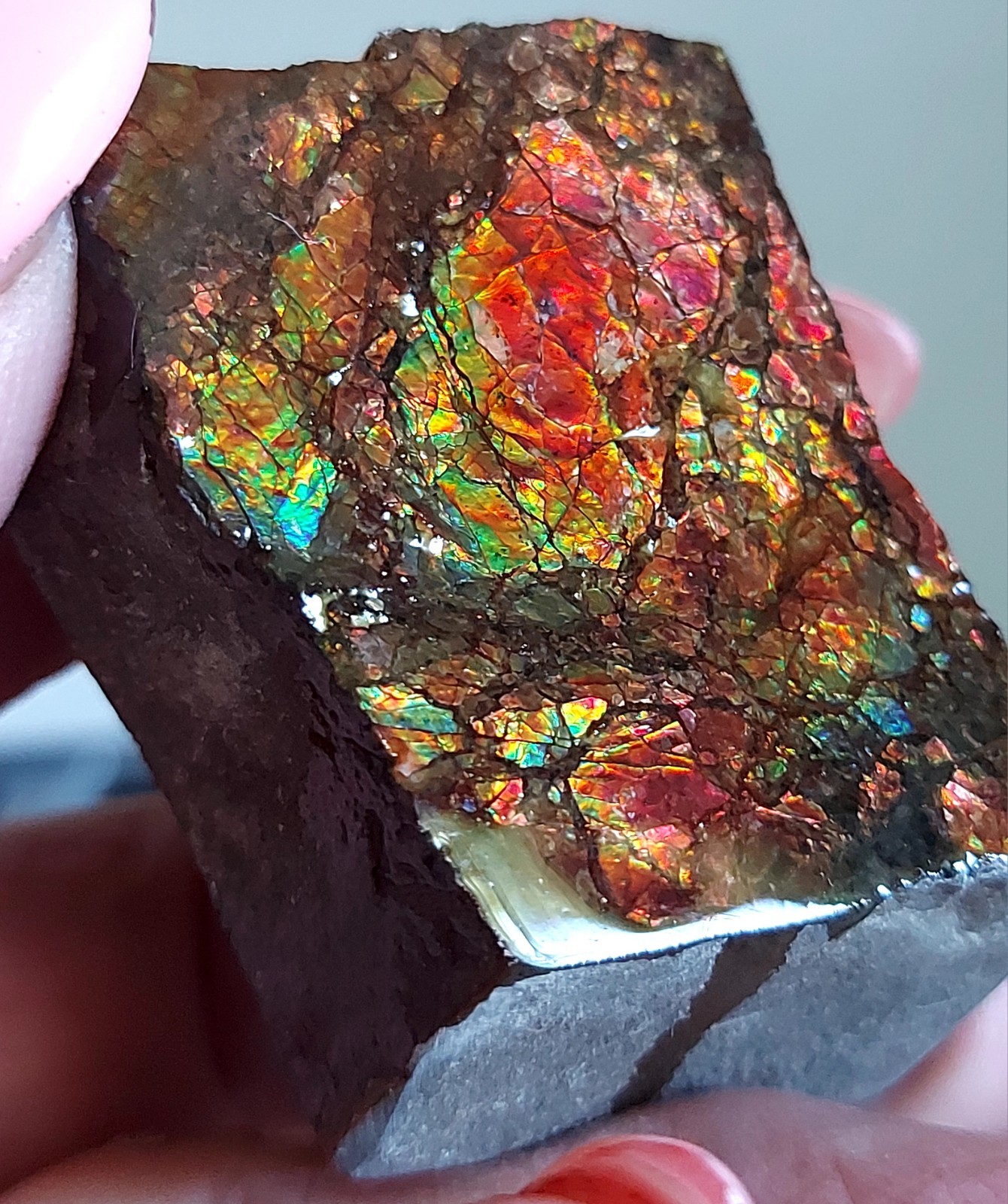 Ammolite Ammonite tabletop Display Piece 48.5×35.5×18.7mm 4052