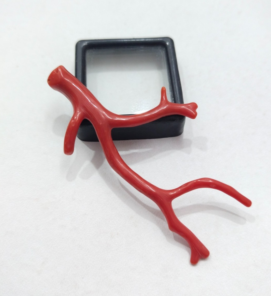 Genuine Undyed Red Coral Branch, Polished Italian Mediterranean Sea Red Gemstone