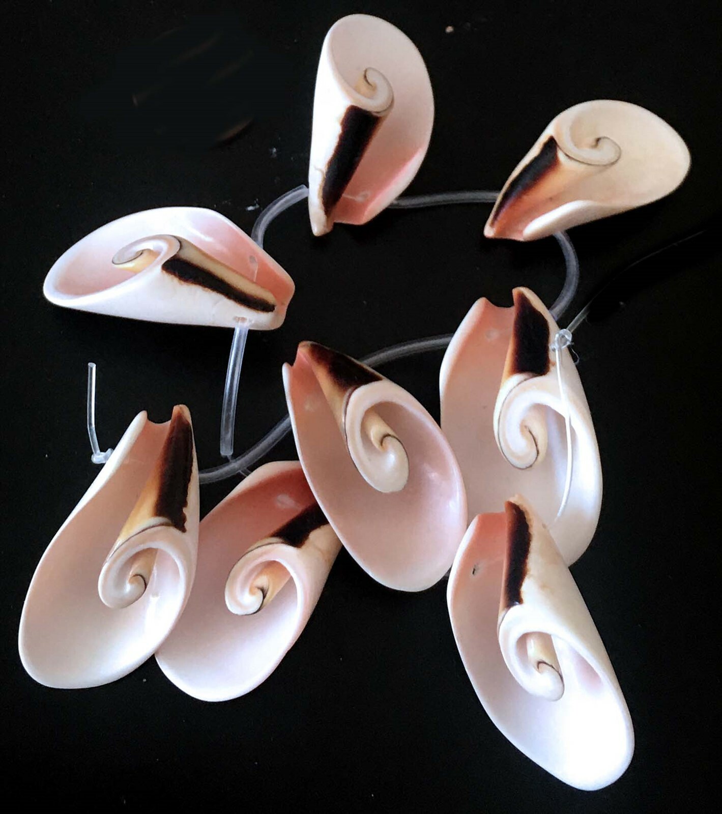 8 Natural Strombus Lily Cut Sea Shell Horn Seashells Beads 25-35mm