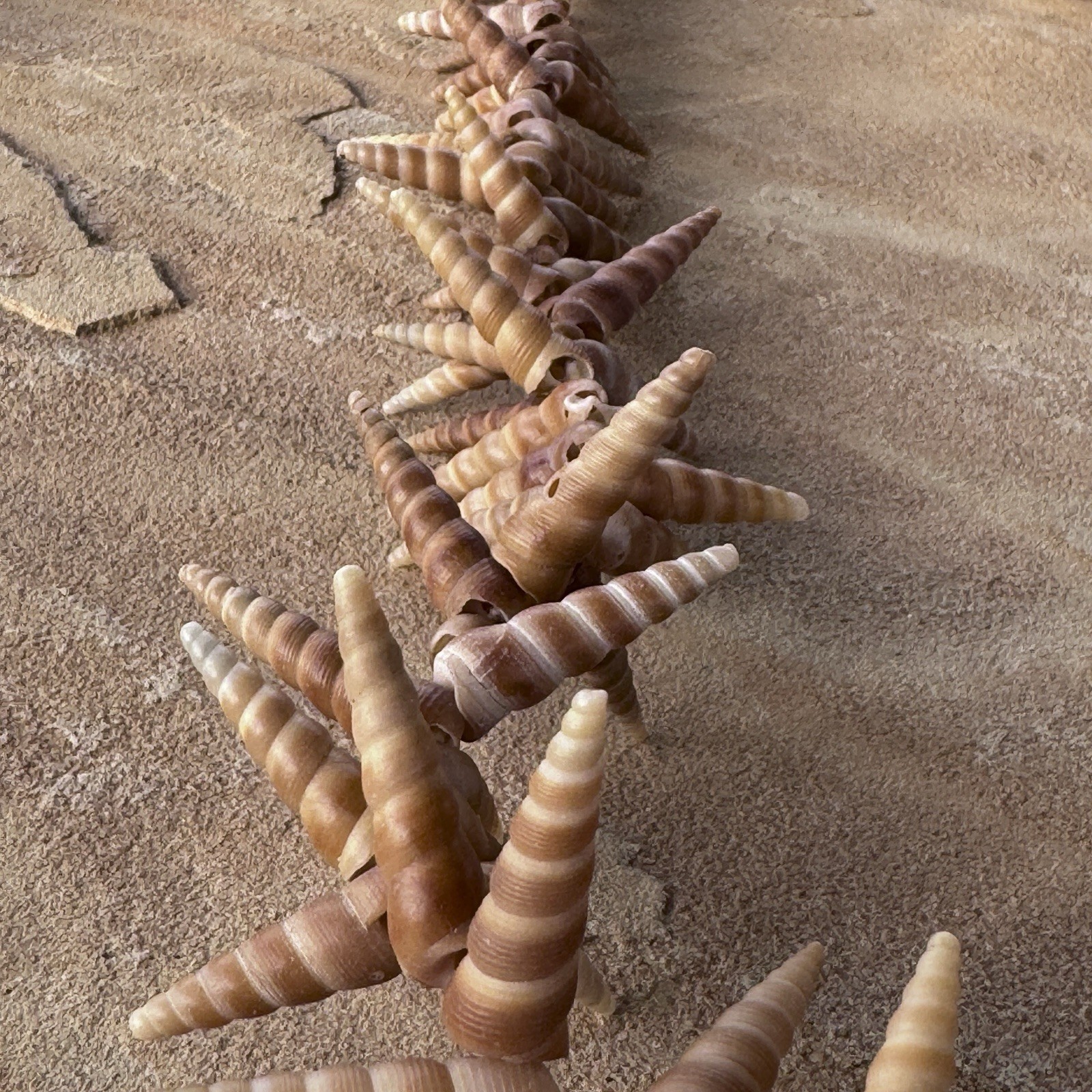 Mermaid Shell Necklace 48” Long Spiral Turritella Strand Boho Mermaid Beach
