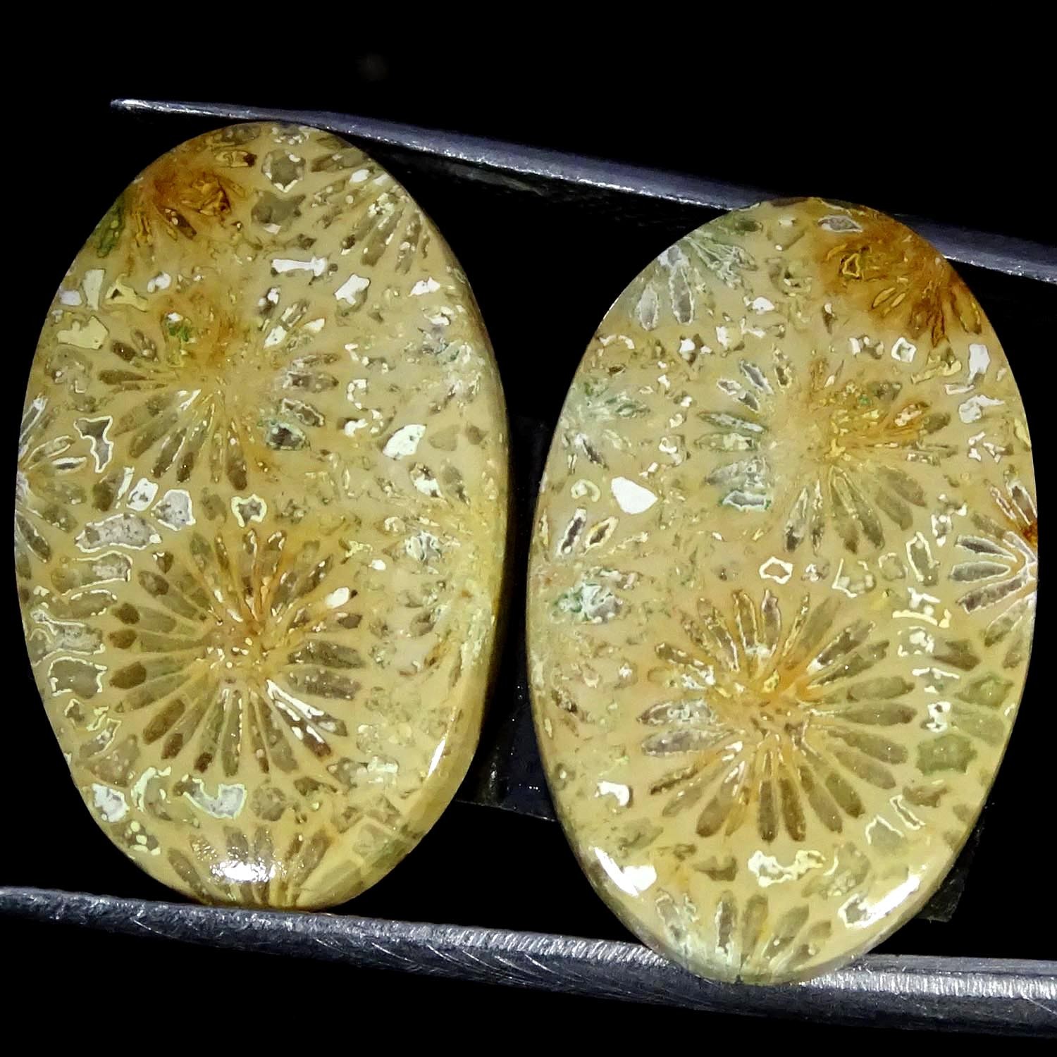 25.60Cts. 100% Natural Fine Fossilized Coral Oval Pair Cabochon 15X24X3MM