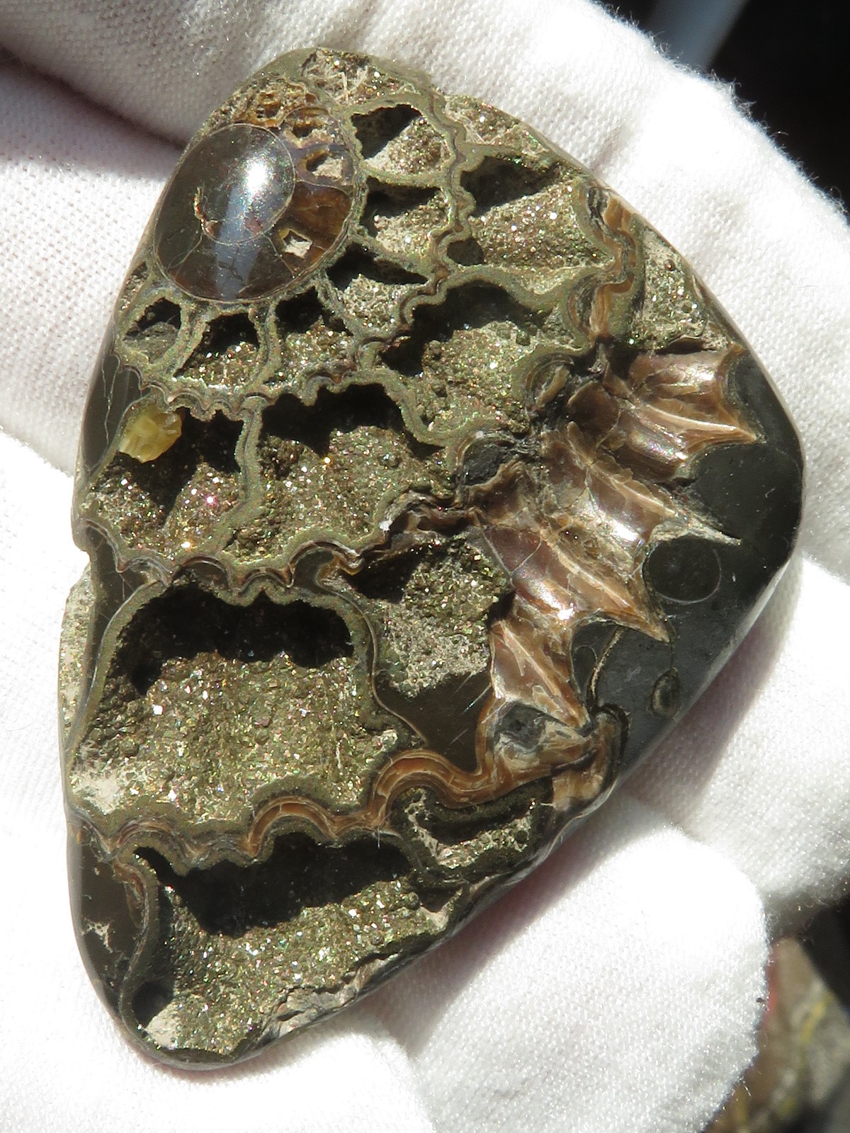 Russian Simbircite Ammonite Speetoniceras Fossil Pyrite Druzy Cabochon