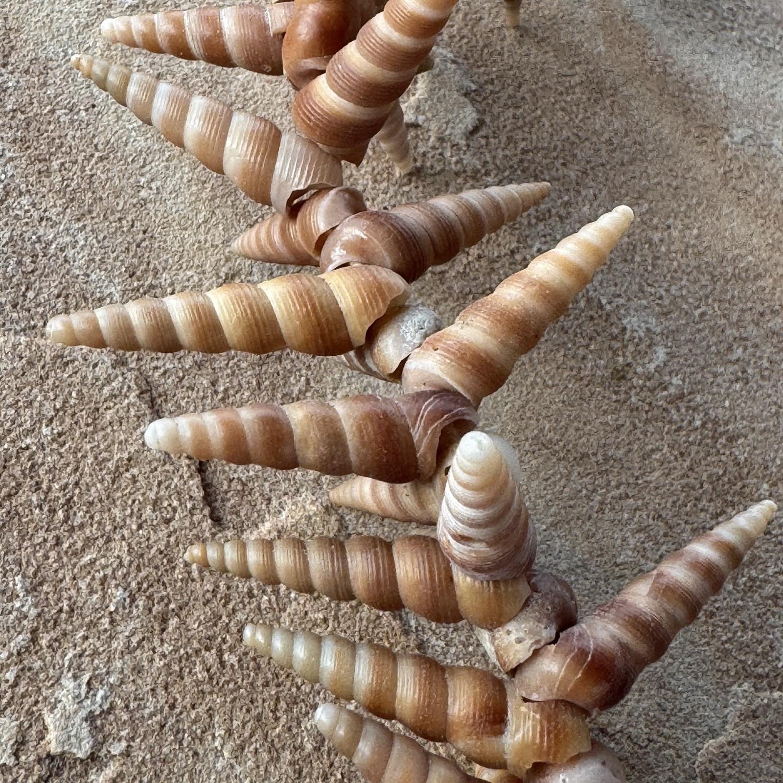 Mermaid Shell Necklace 48” Long Spiral Turritella Strand Boho Mermaid Beach