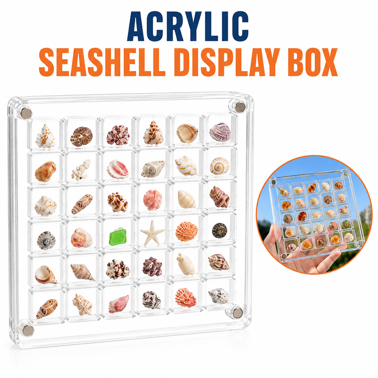 36 Grid Acrylic Seashell Display Box Magnetic Organizer for Beads Jewelry Nails