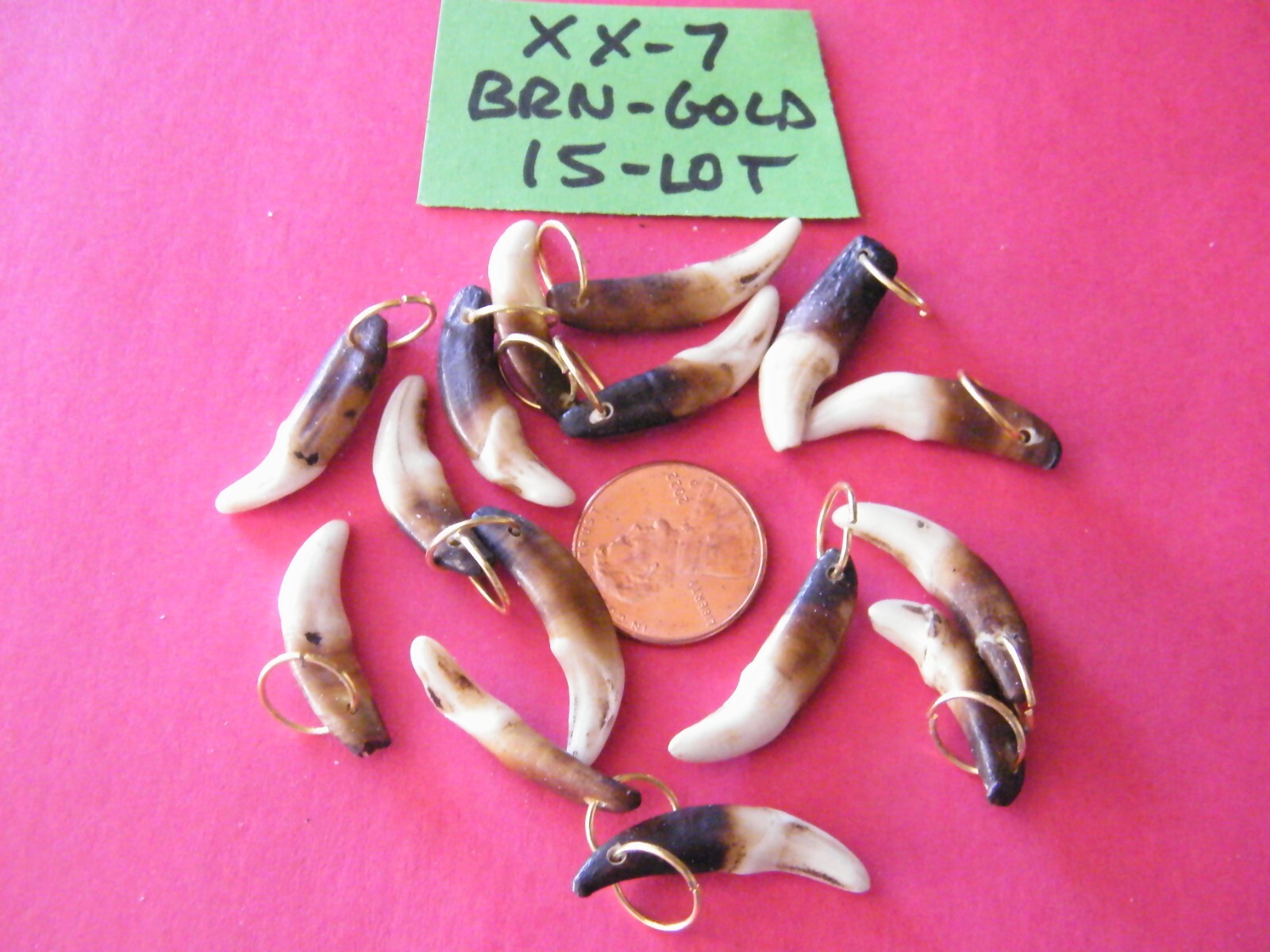 Lot of 15 COYOTE TEETH BROWN Colors Genuine TOOTH w/ Gold Rings 1″- 1 1/8″ NEW!