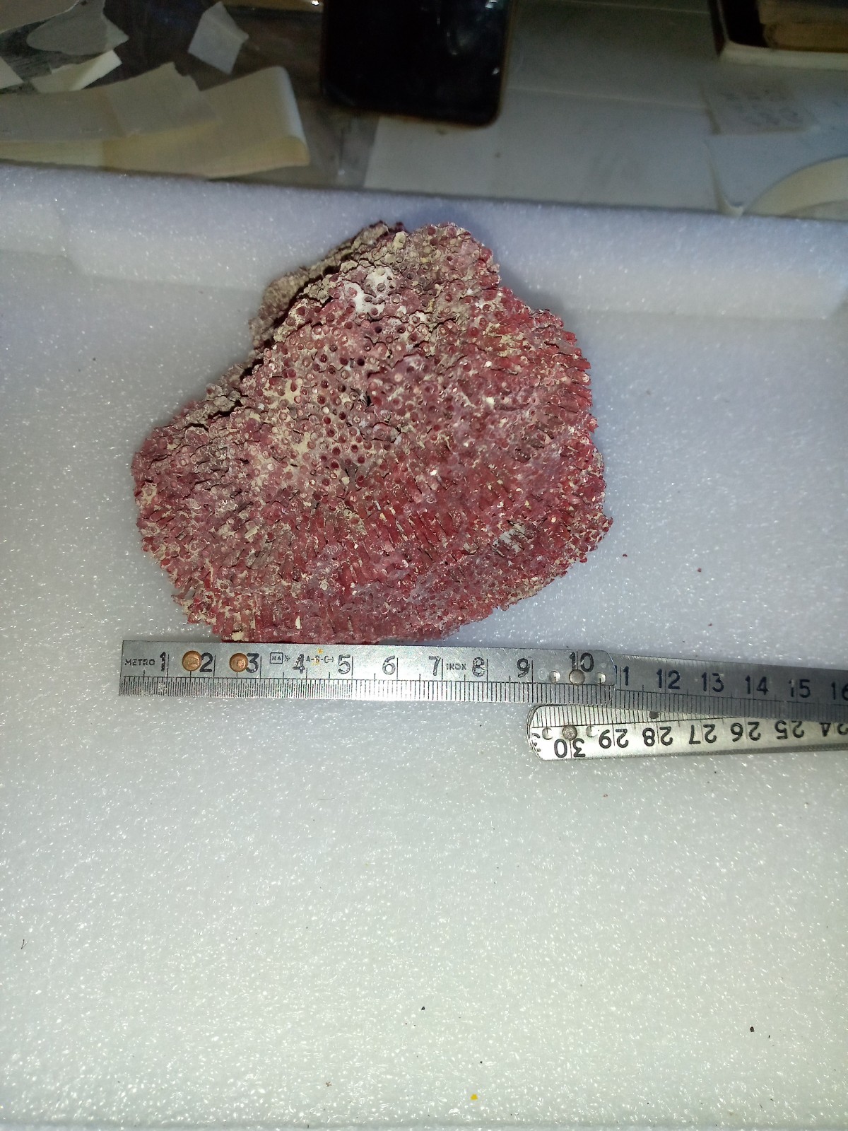 red coral