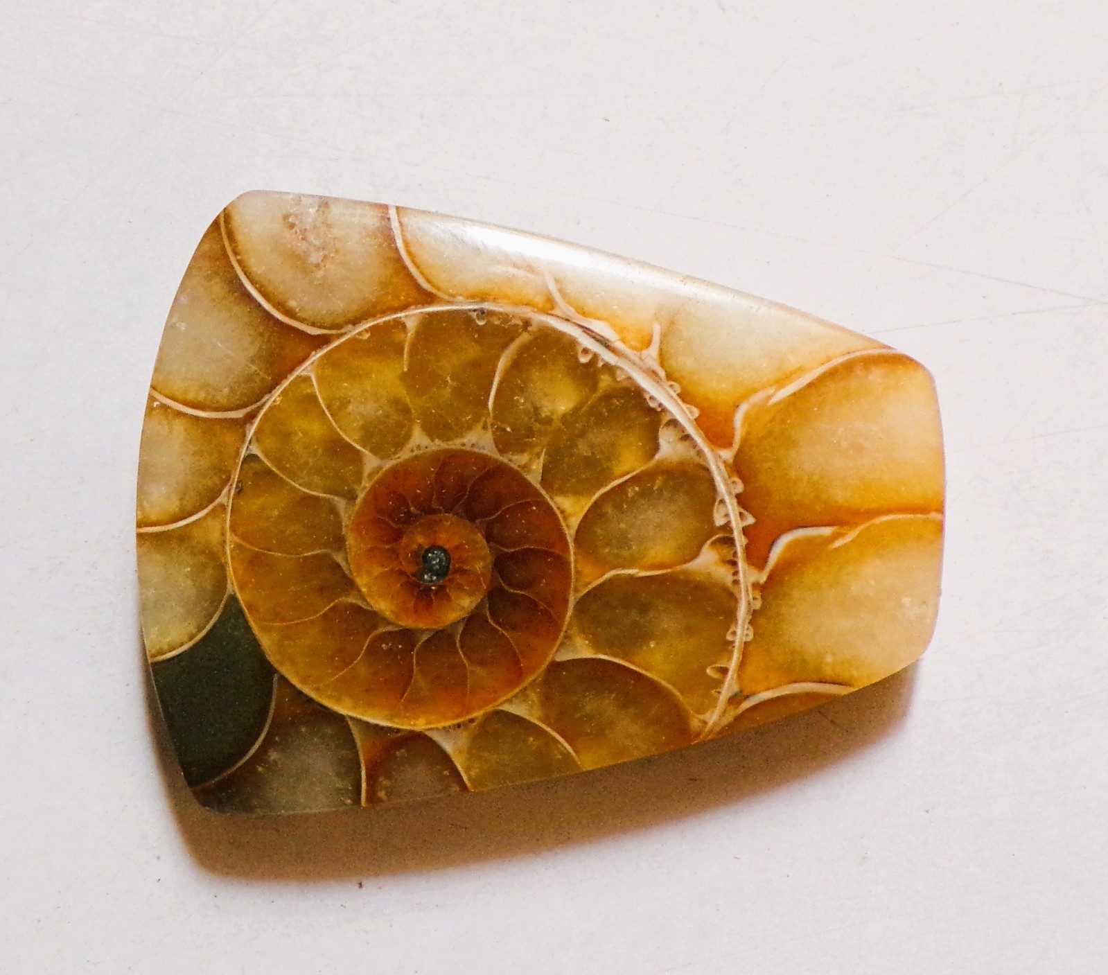 61.50 Cts Natural Ammonite Cabochon Loose Gemstone 37.3X29X6MM 66