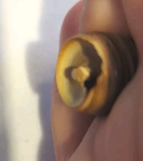 Unique Chunky Black White Brown Spiral Seashell Ring Size 6-61/2