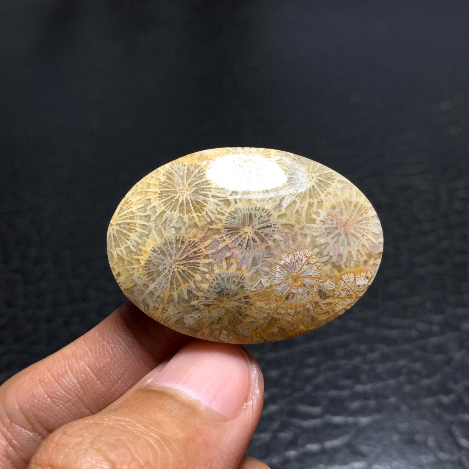 Coral Fossil Cabochon 38x27x6mm High Quality 50.5 ct