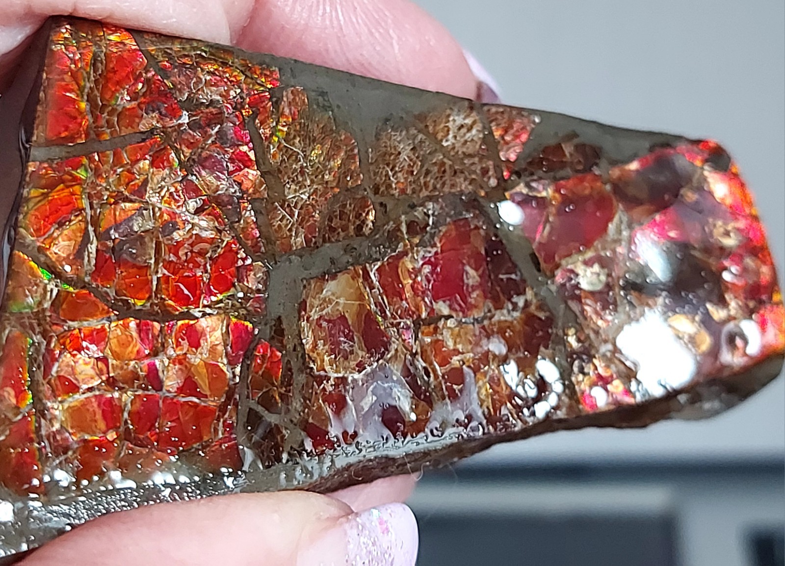 Ammolite Ammonite tabletop Display Piece 66.7x38x14mm 2931