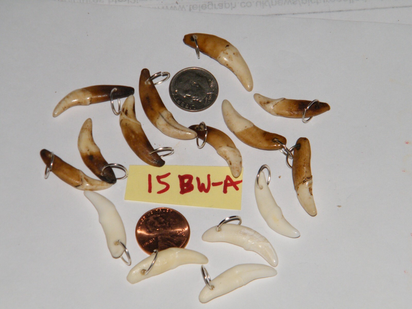 Lot of 15 COYOTE Teeth 10 Brown +5 White Eru 1″- 1 1/8″ +Rings Real Tooth NEW!
